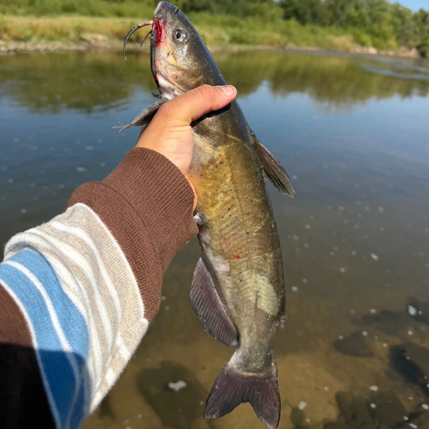 Channel catfish caught on Fishbrain