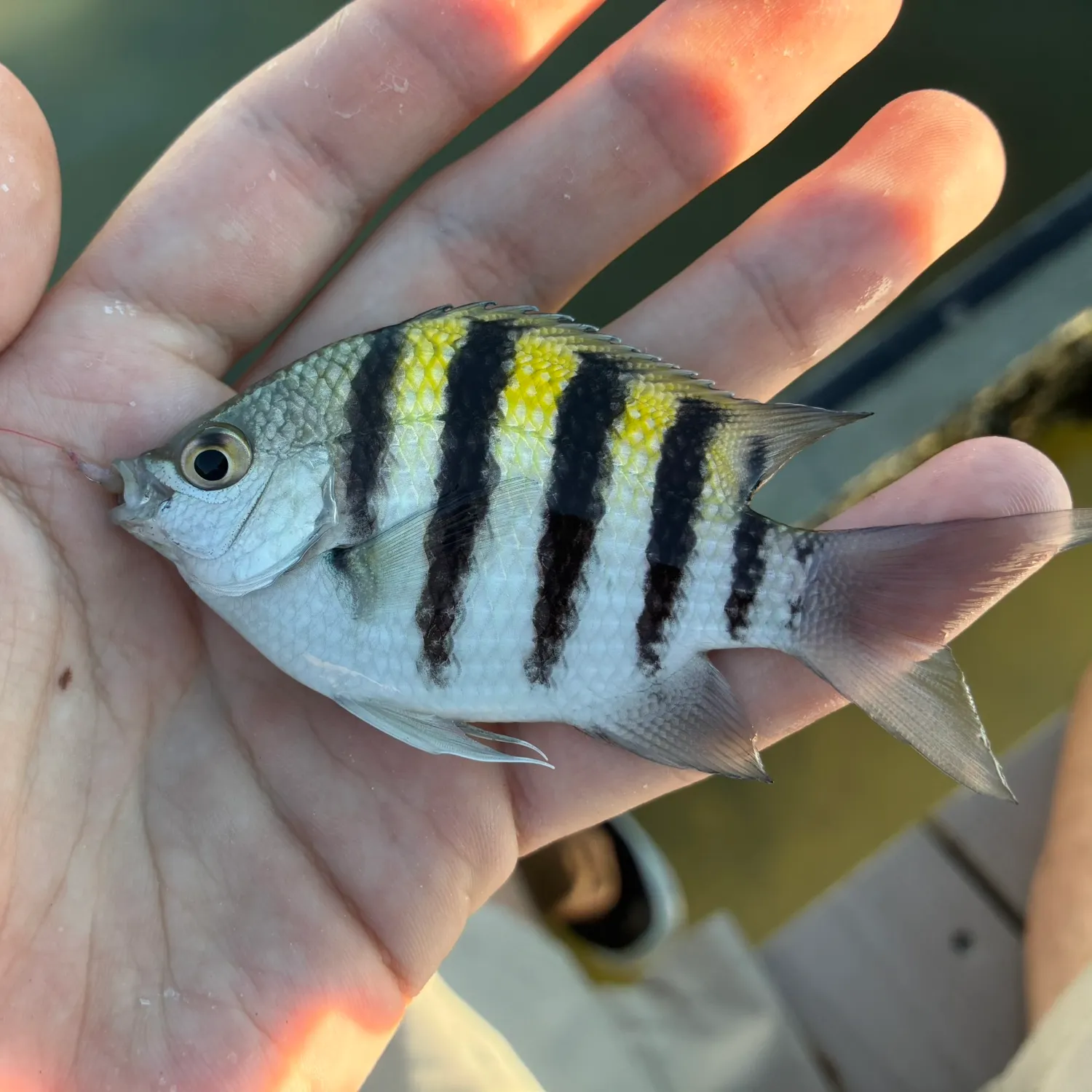 Sergeant-major caught on Fishbrain
