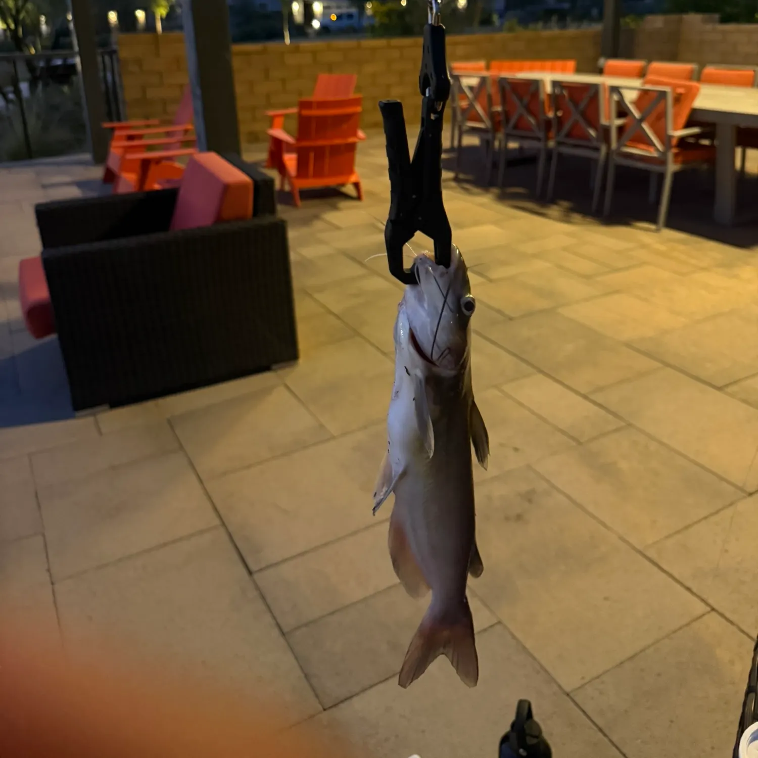 Channel catfish caught on Fishbrain