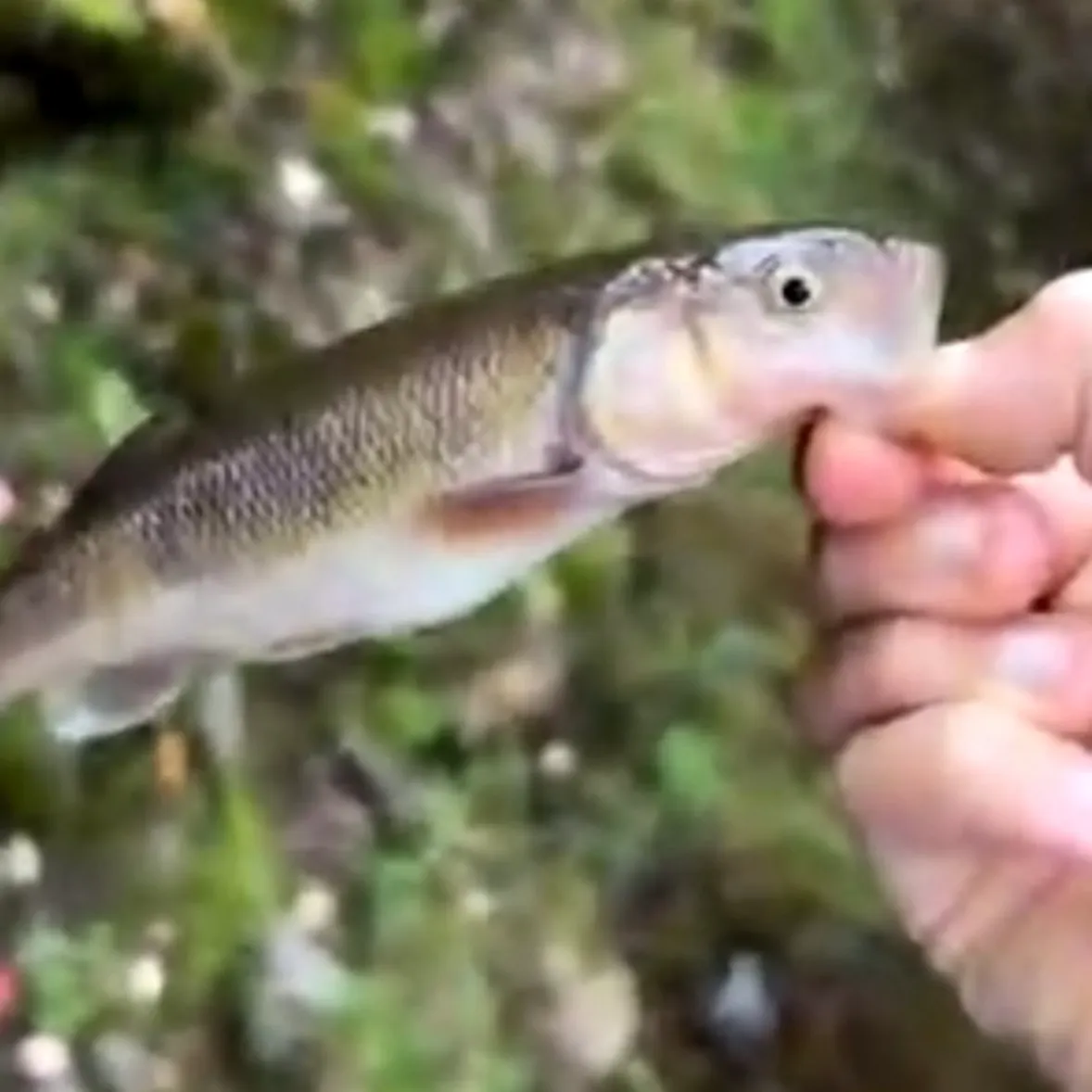 Creek chub caught on Fishbrain