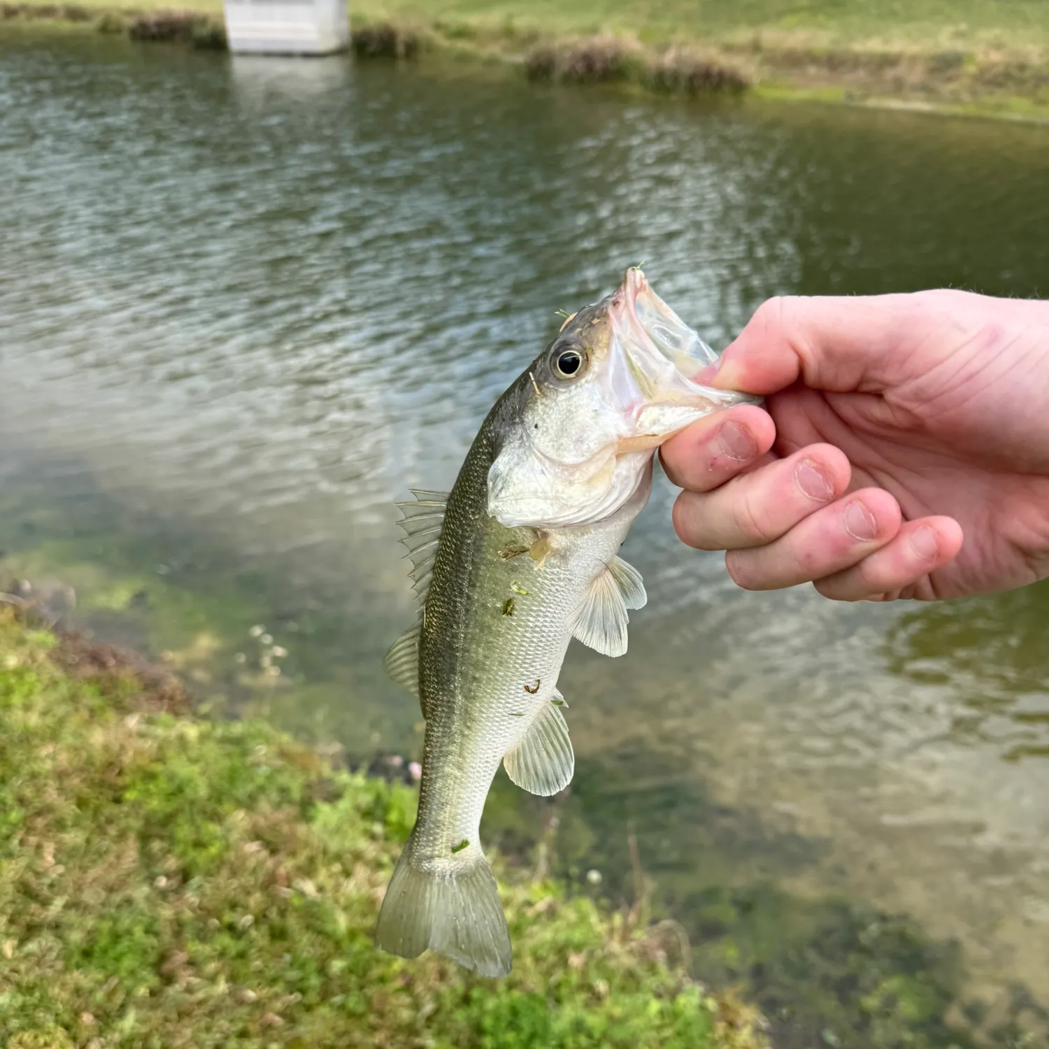 The most recent Largemouth bass catches on Fishbrain