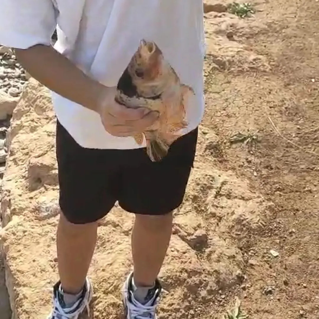 The most recent Mozambique tilapia catches on Fishbrain