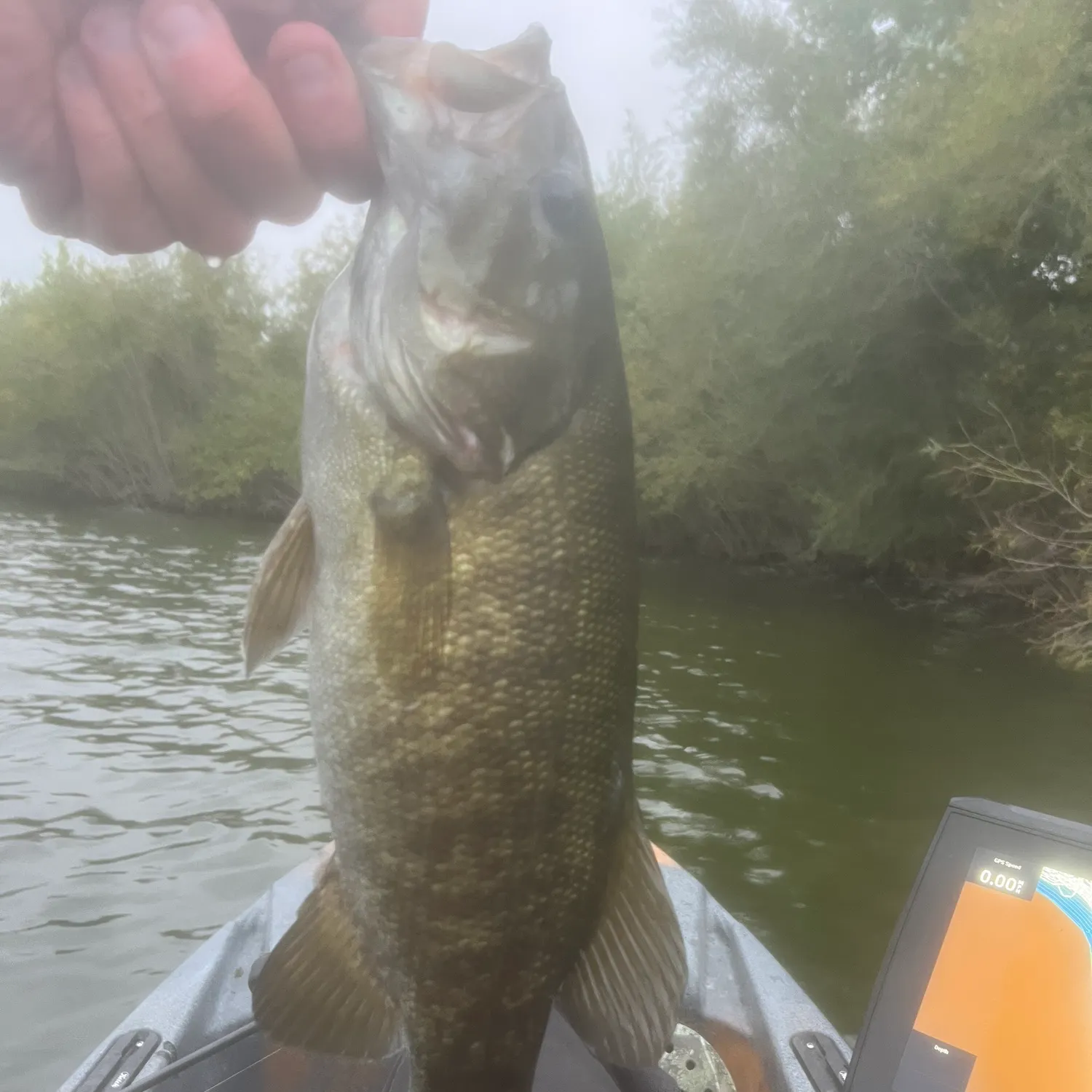 Smallmouth bass caught on Fishbrain
