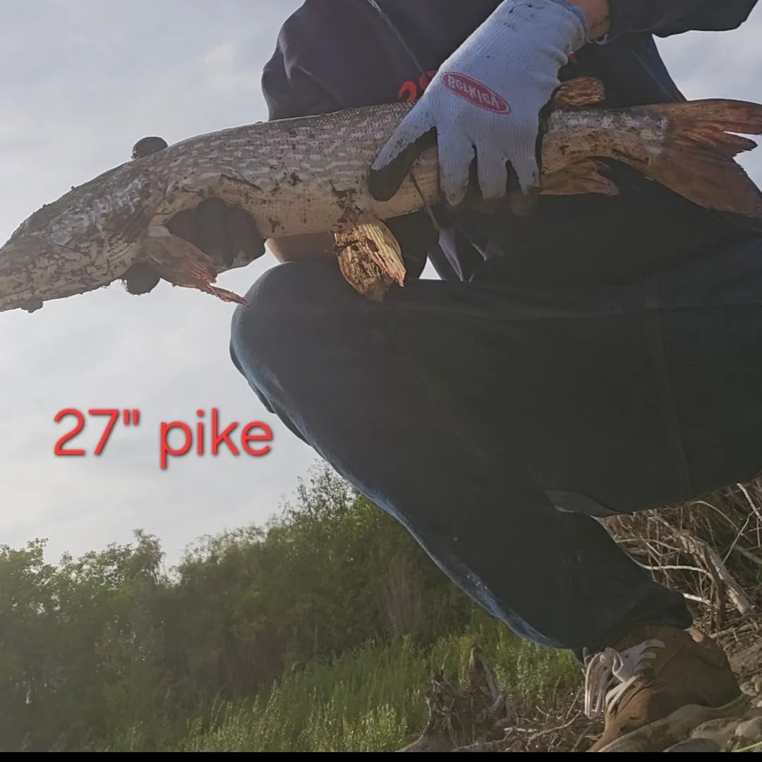 Northern pike caught on Fishbrain