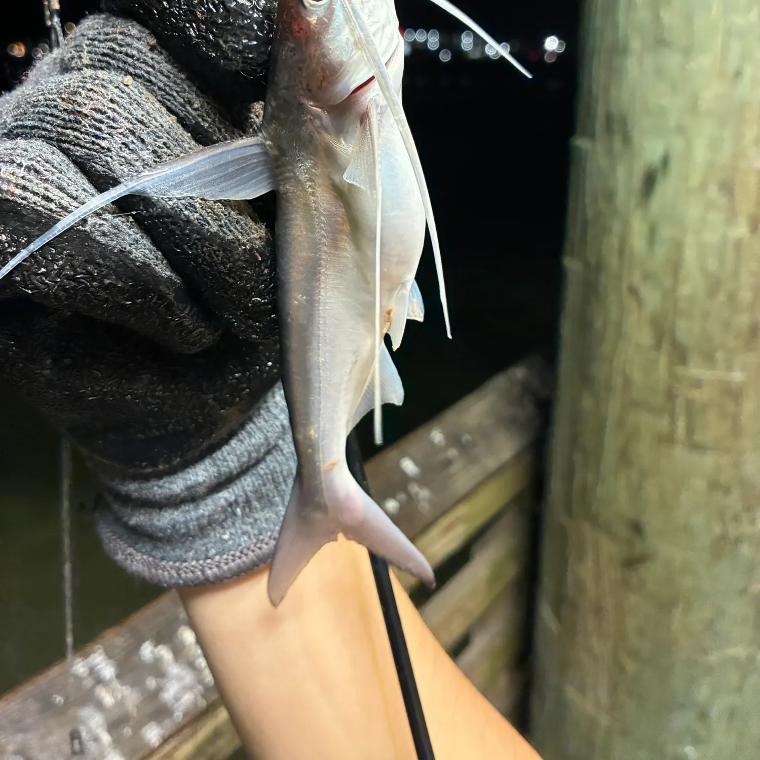 Gafftopsail sea catfish caught on Fishbrain