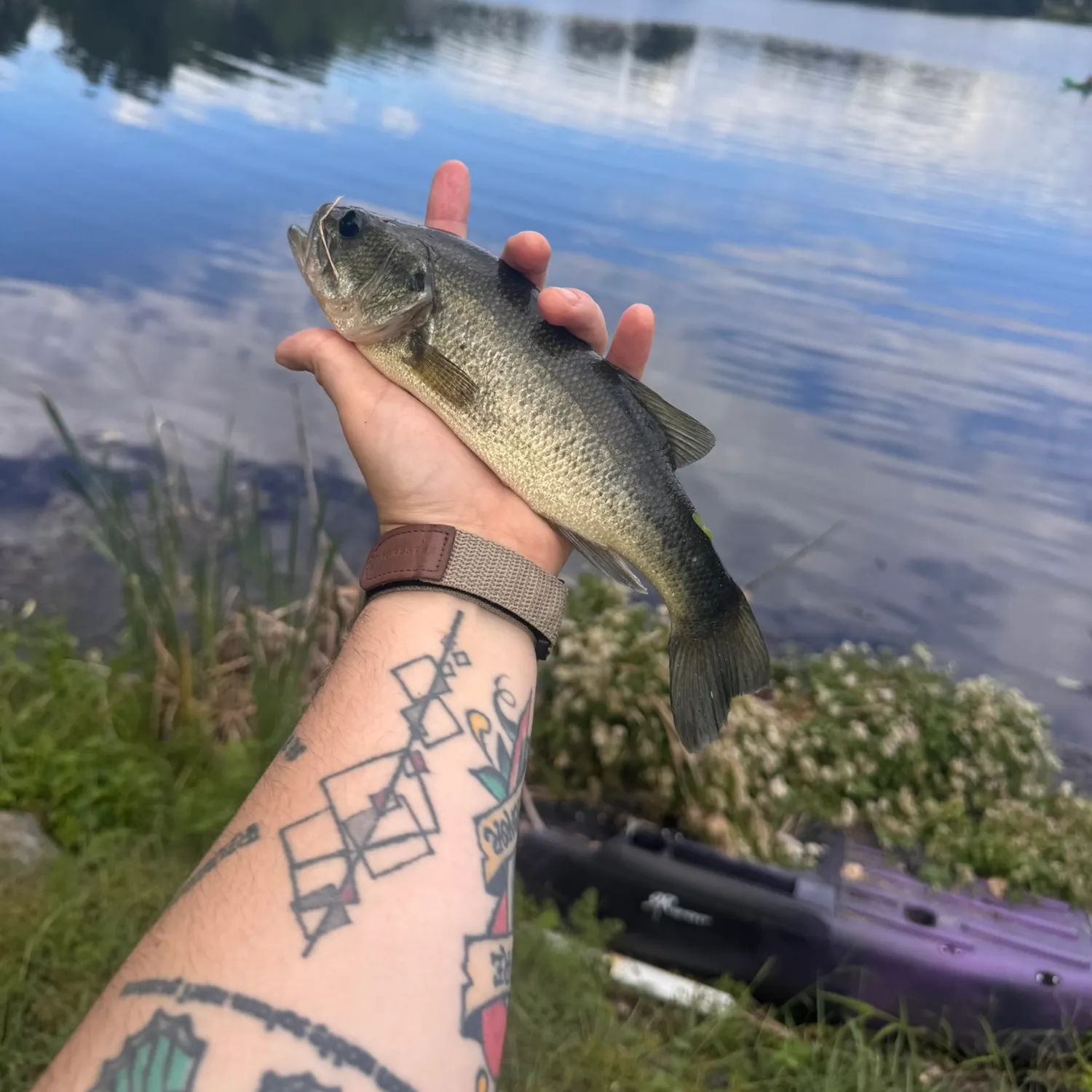 Largemouth bass caught on Fishbrain