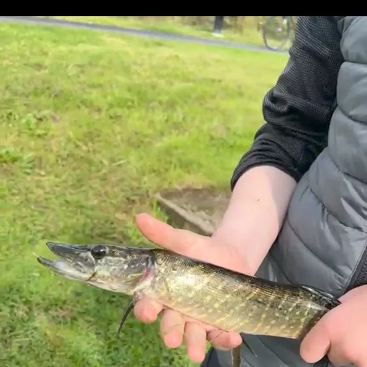 Northern pike caught on Fishbrain