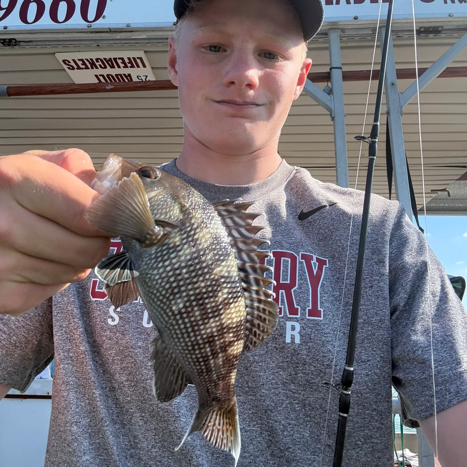 Black sea bass caught on Fishbrain
