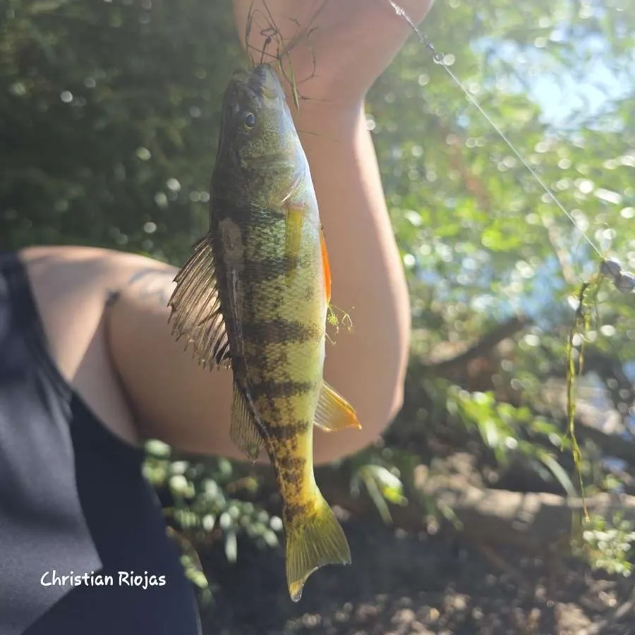 Yellow perch caught on Fishbrain