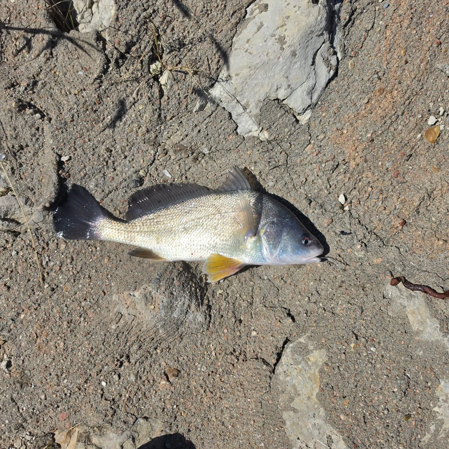 Freshwater drum caught on Fishbrain