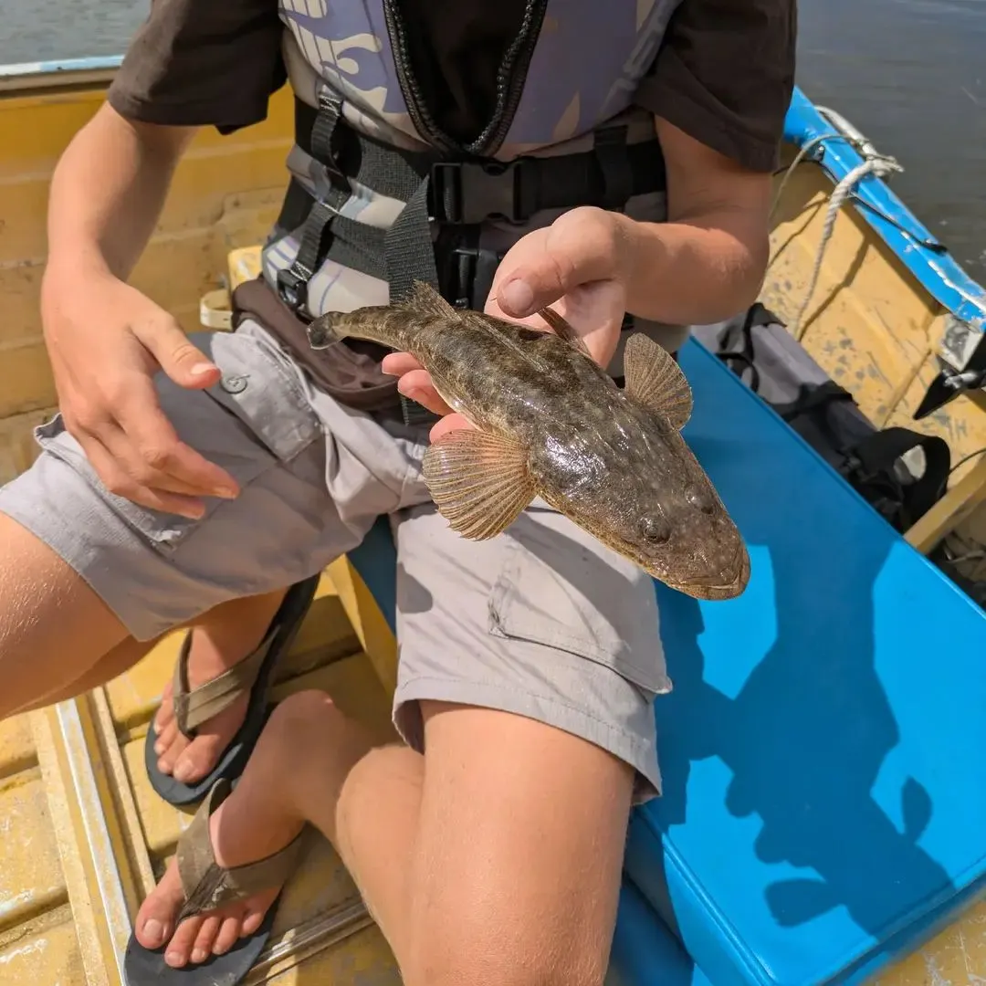 Dusky flathead caught on Fishbrain