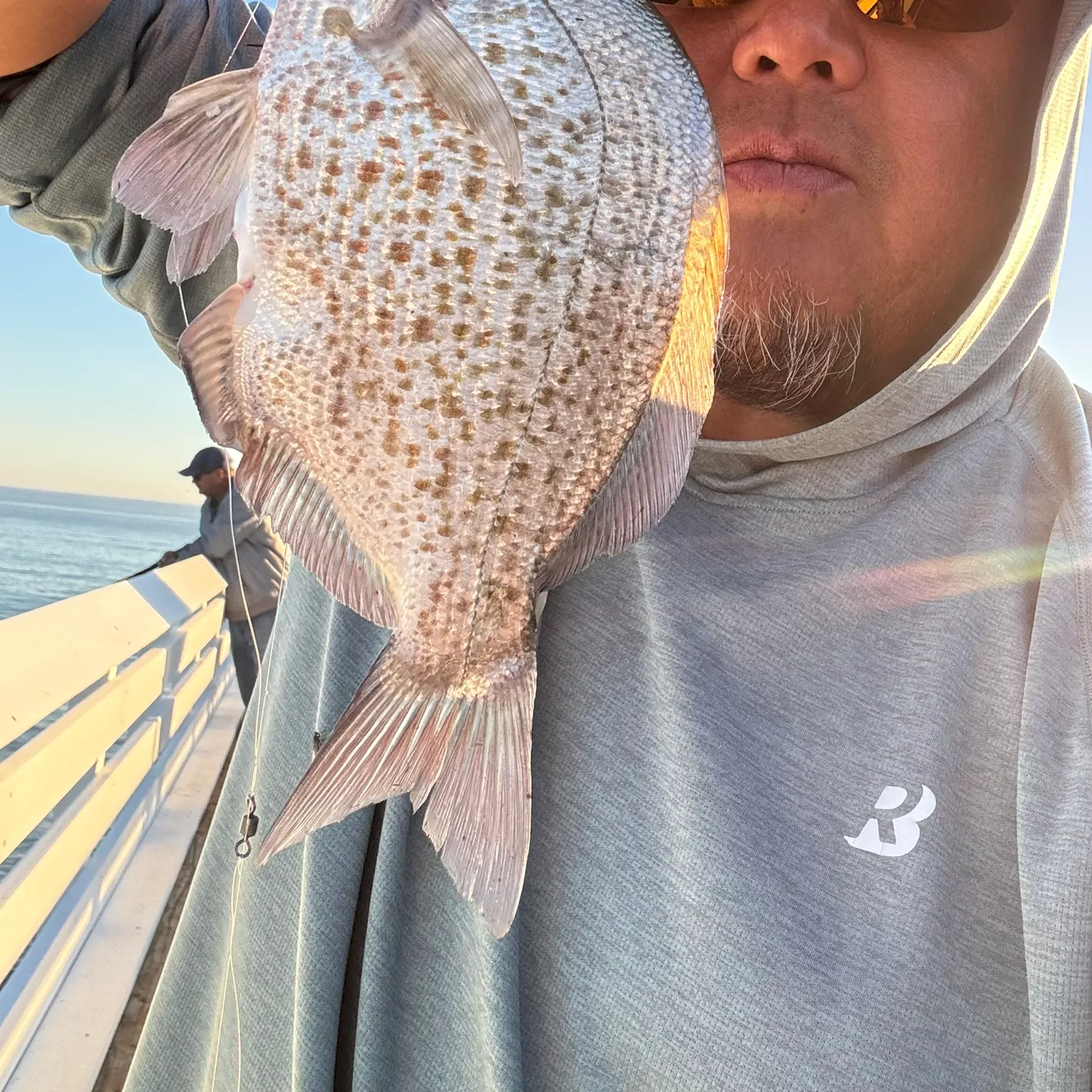 The most recent Calico surfperch catches on Fishbrain