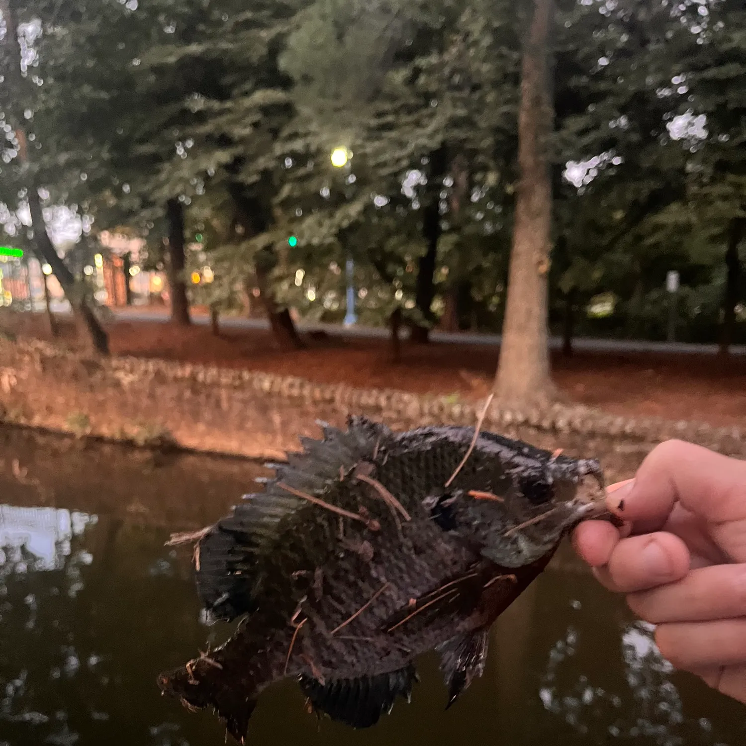 catch