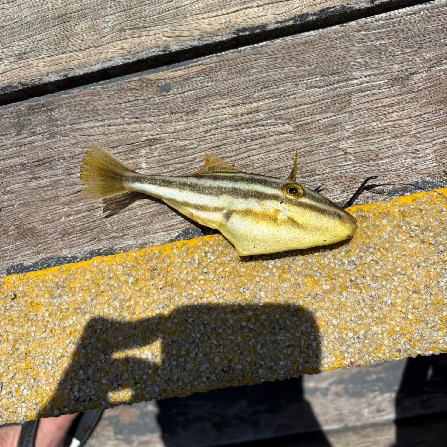 The most recent Yellowfin leatherjacket catches on Fishbrain