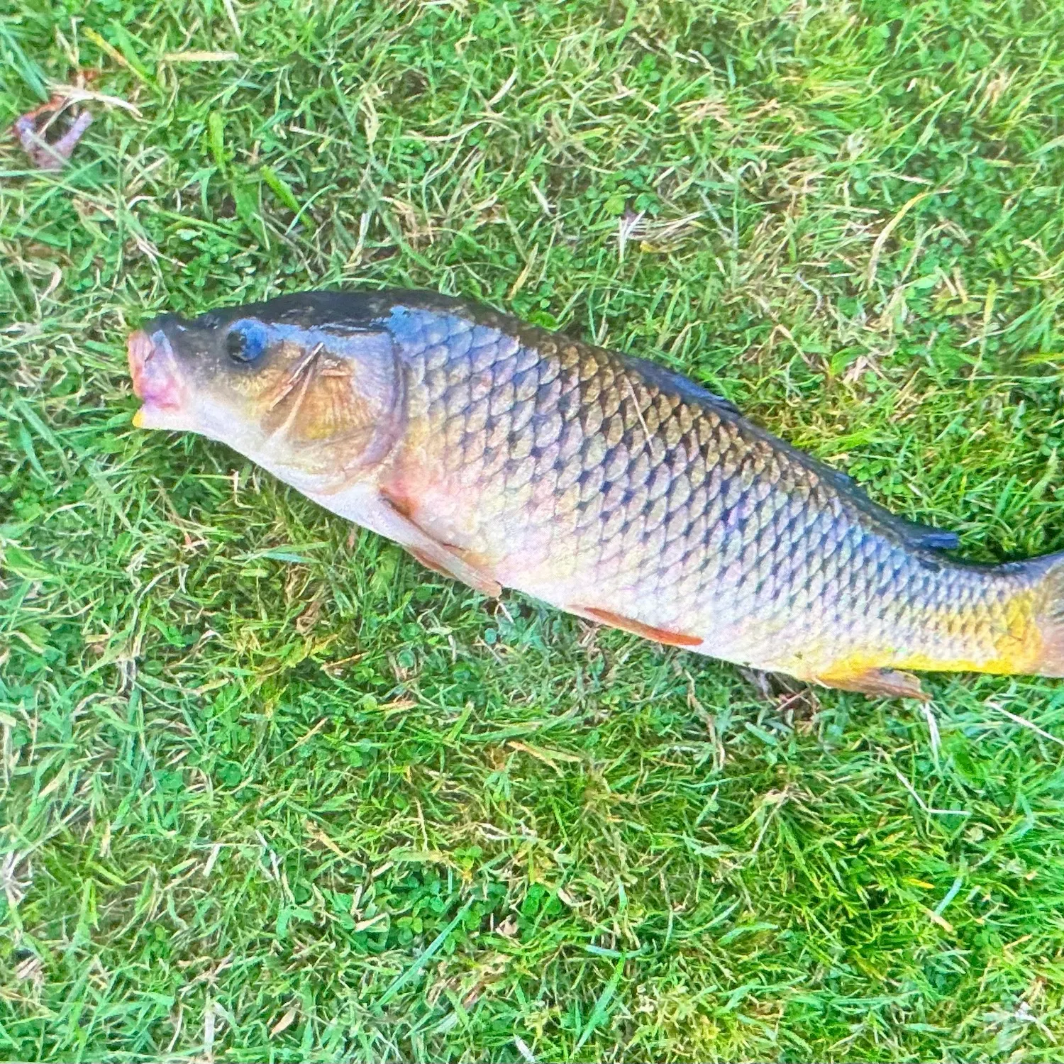 Common carp caught on Fishbrain