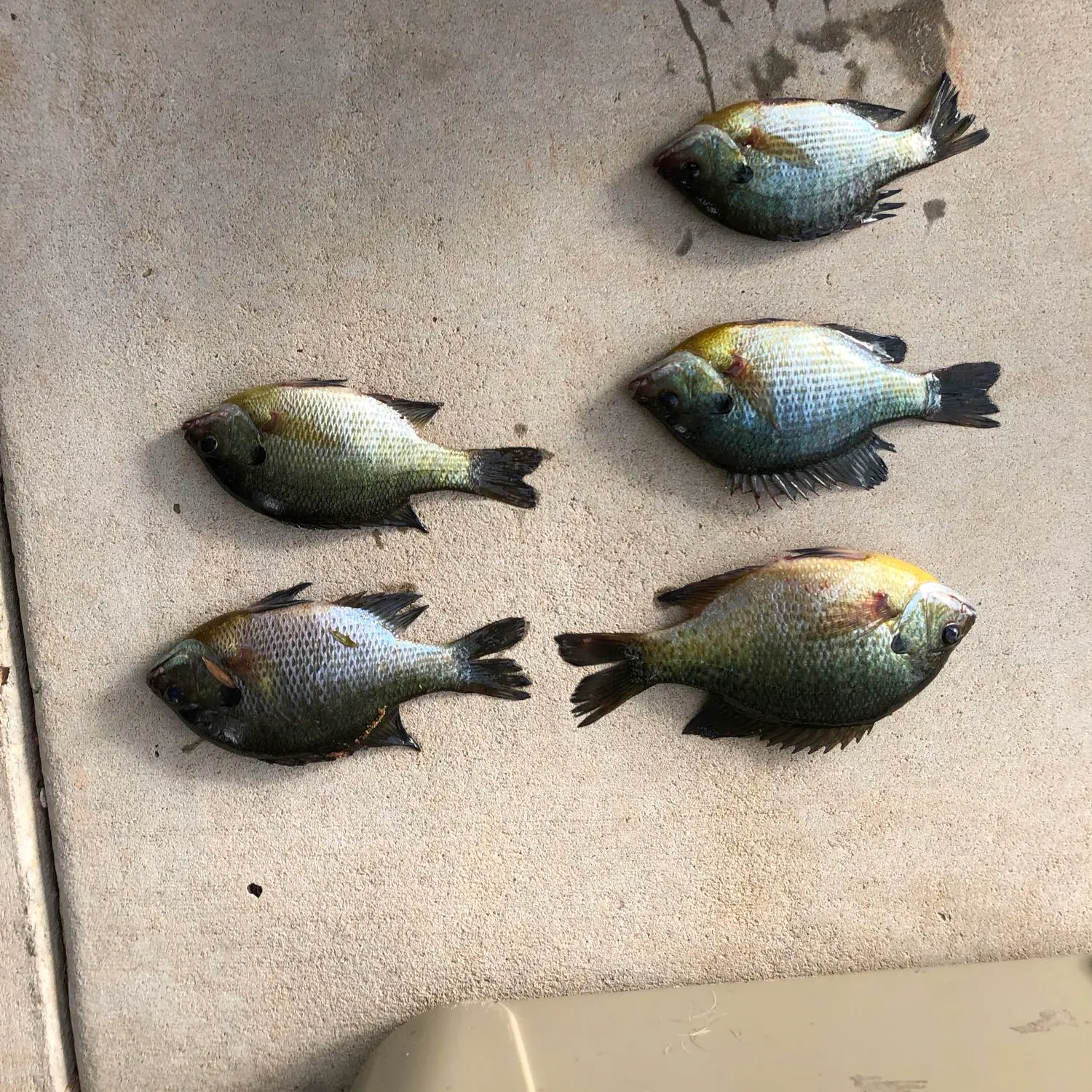 recently logged catches