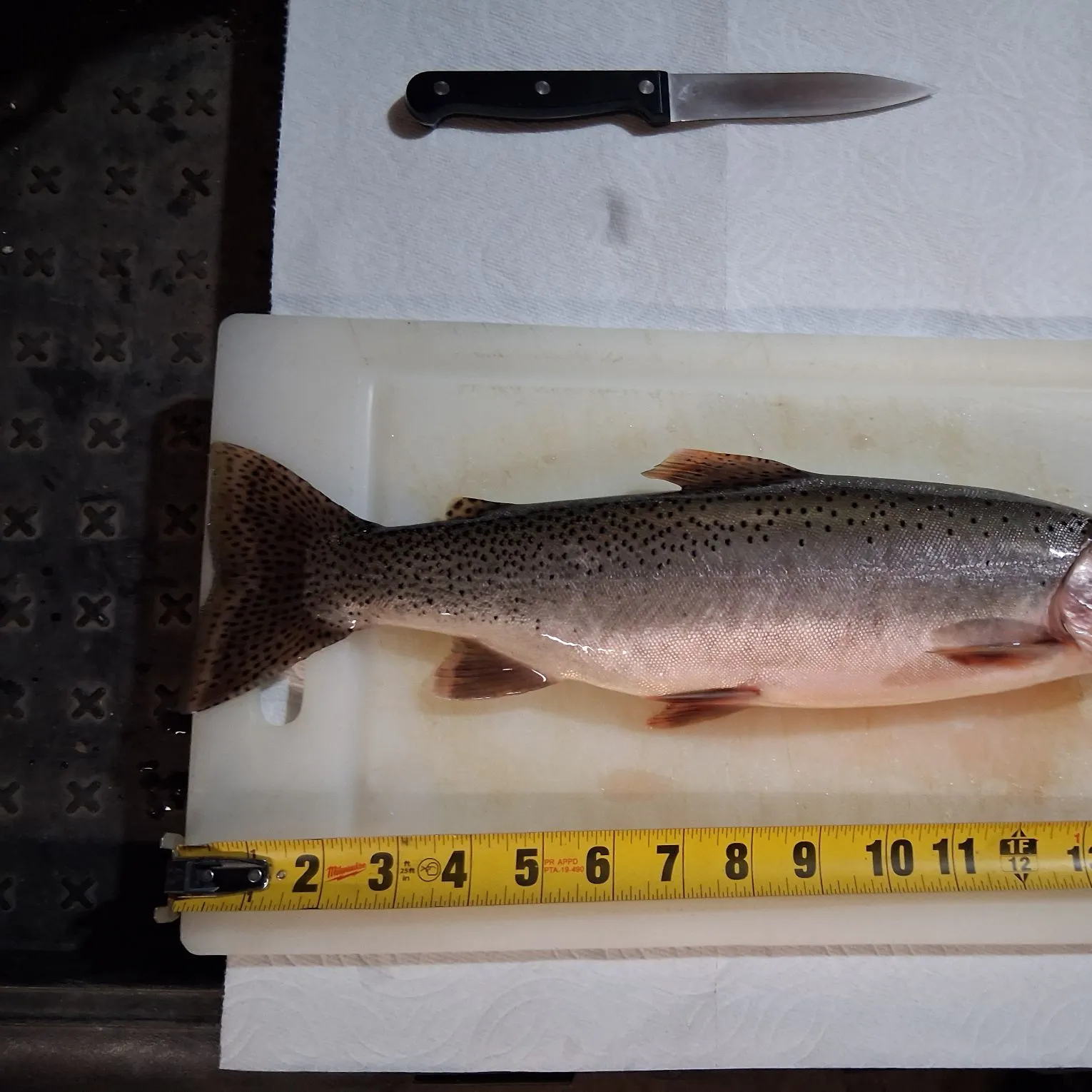 Cutbow caught on Fishbrain