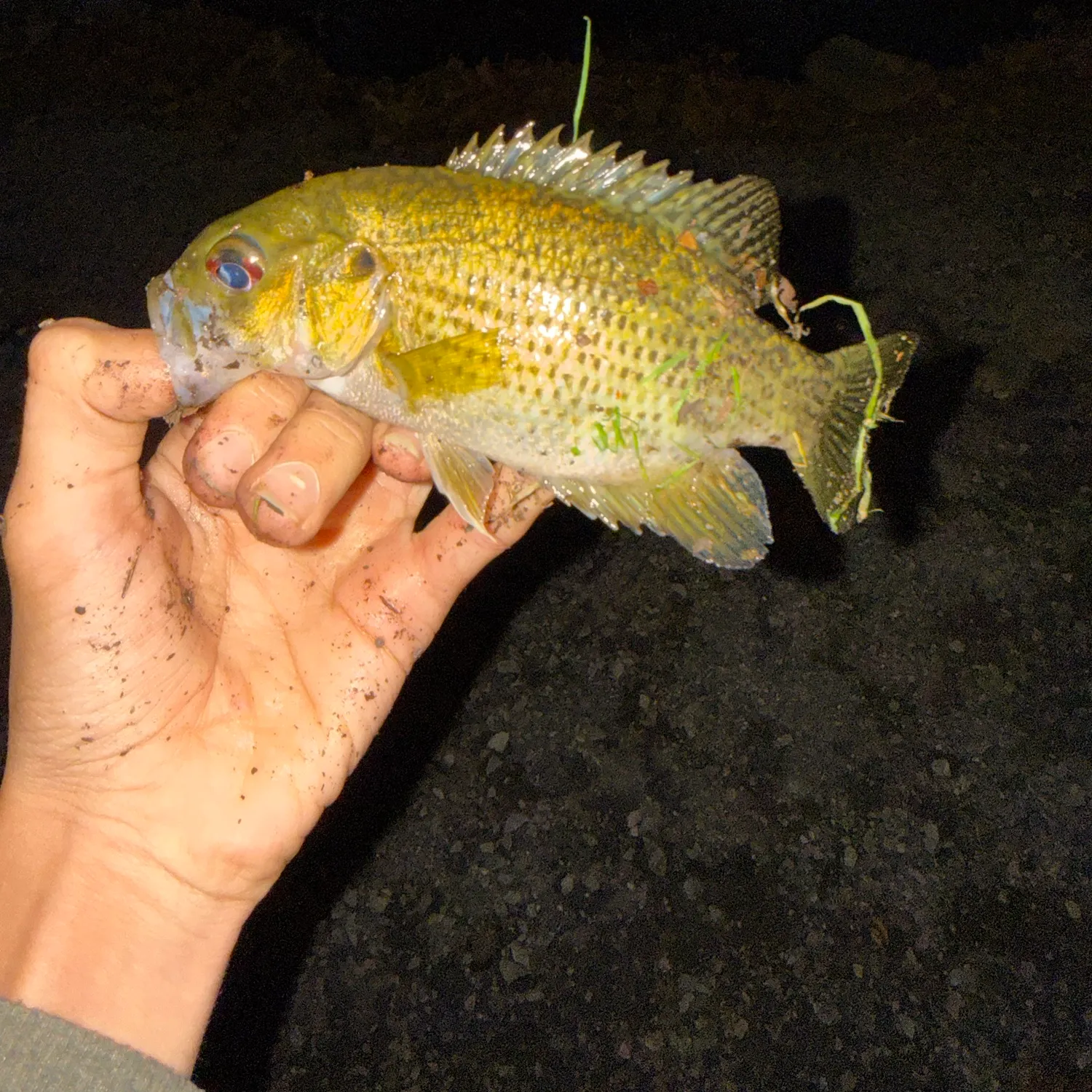 Rock bass caught on Fishbrain