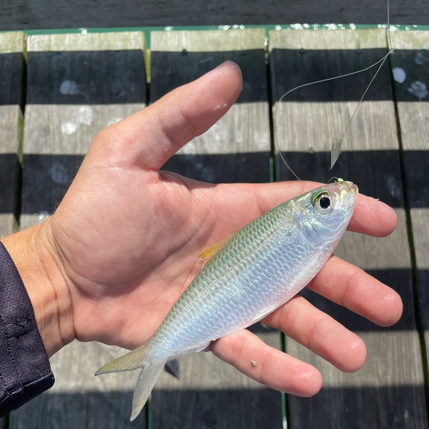 The most recent Scaled herring catches on Fishbrain