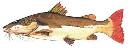 Redtail catfish