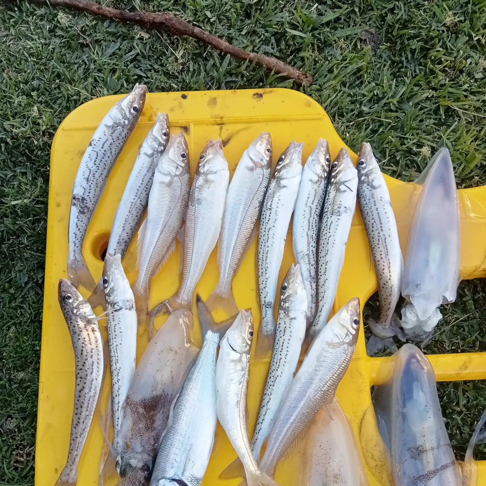 recently logged catches