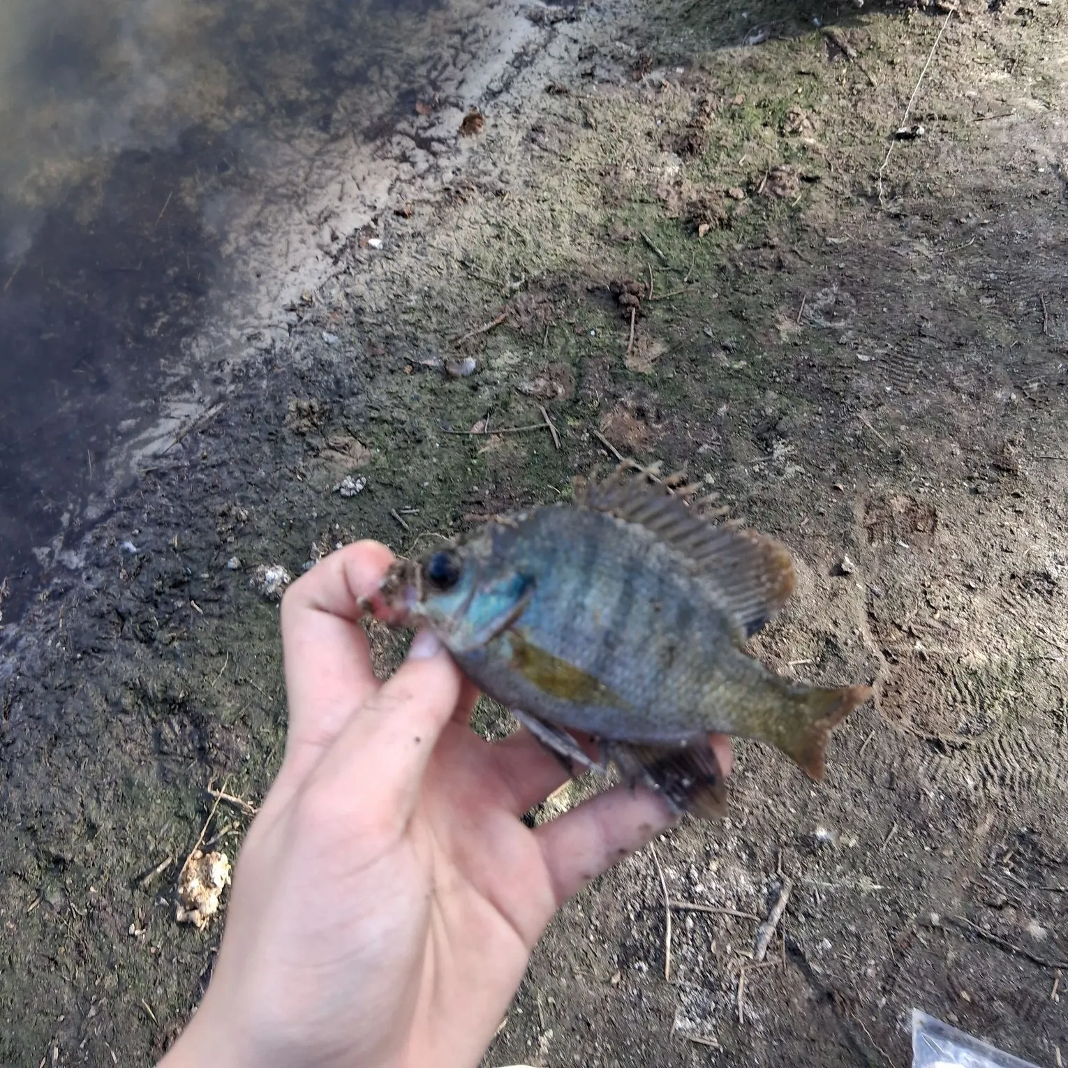 The most recent Coppernose bluegill catches on Fishbrain