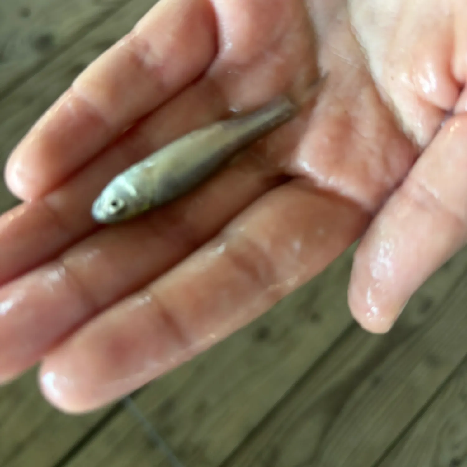 The most recent Silverjaw minnow catches on Fishbrain