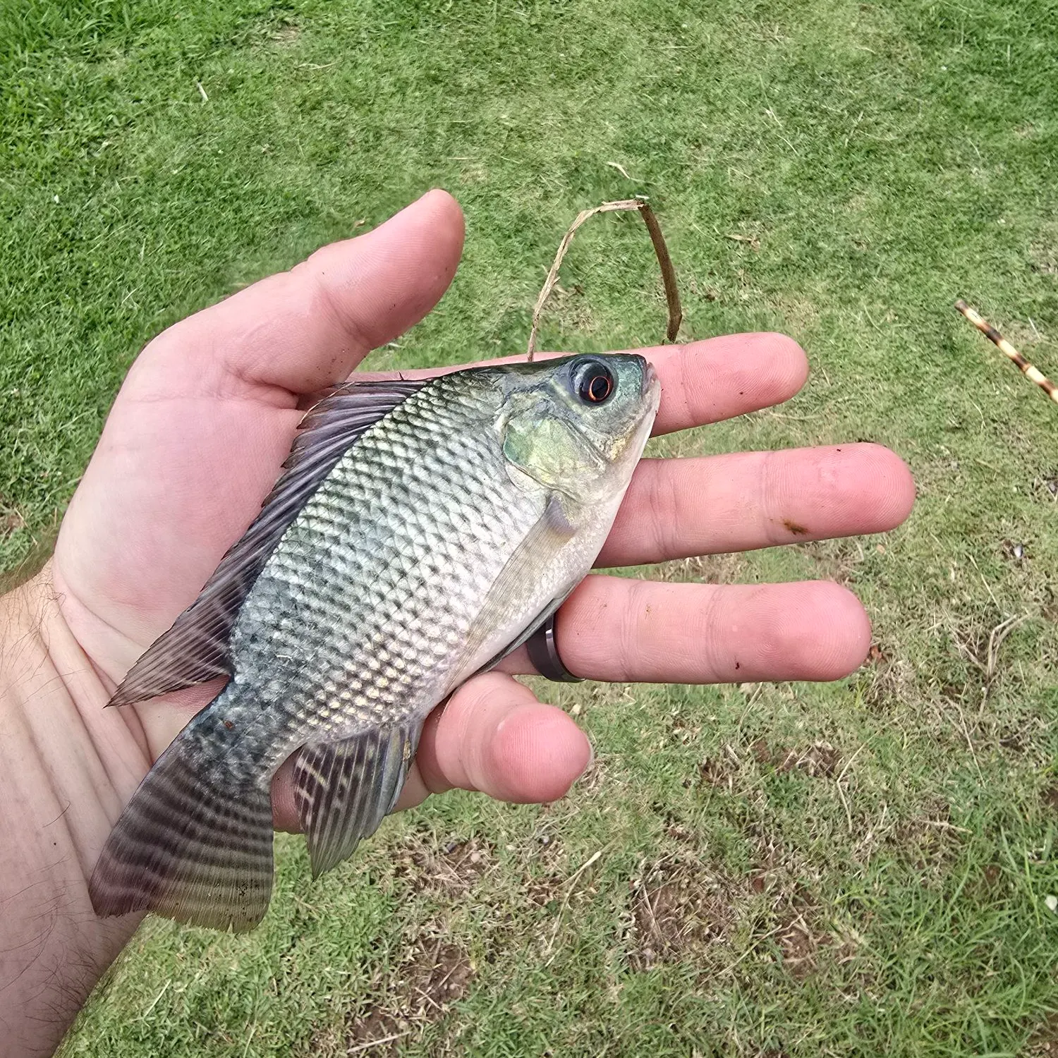 The most recent Nile tilapia catches on Fishbrain