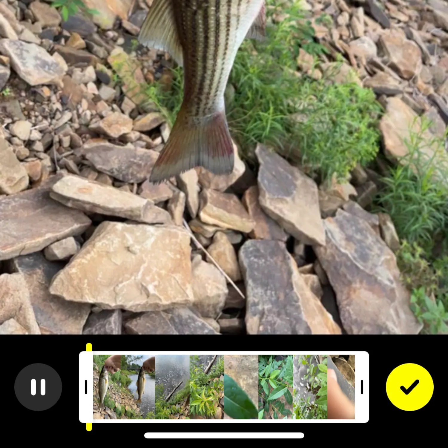 recently logged catches