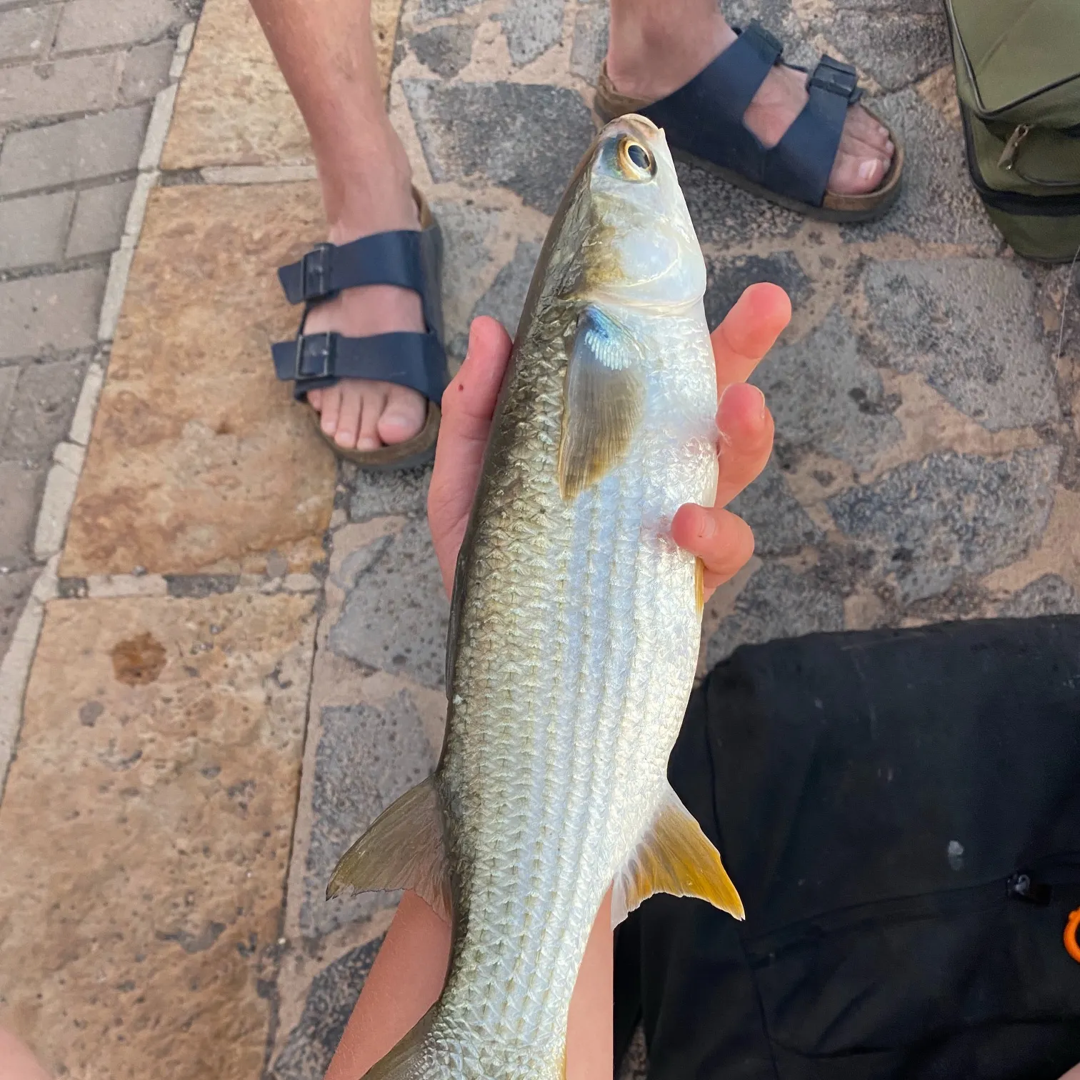 The most recent Golden grey mullet catches on Fishbrain