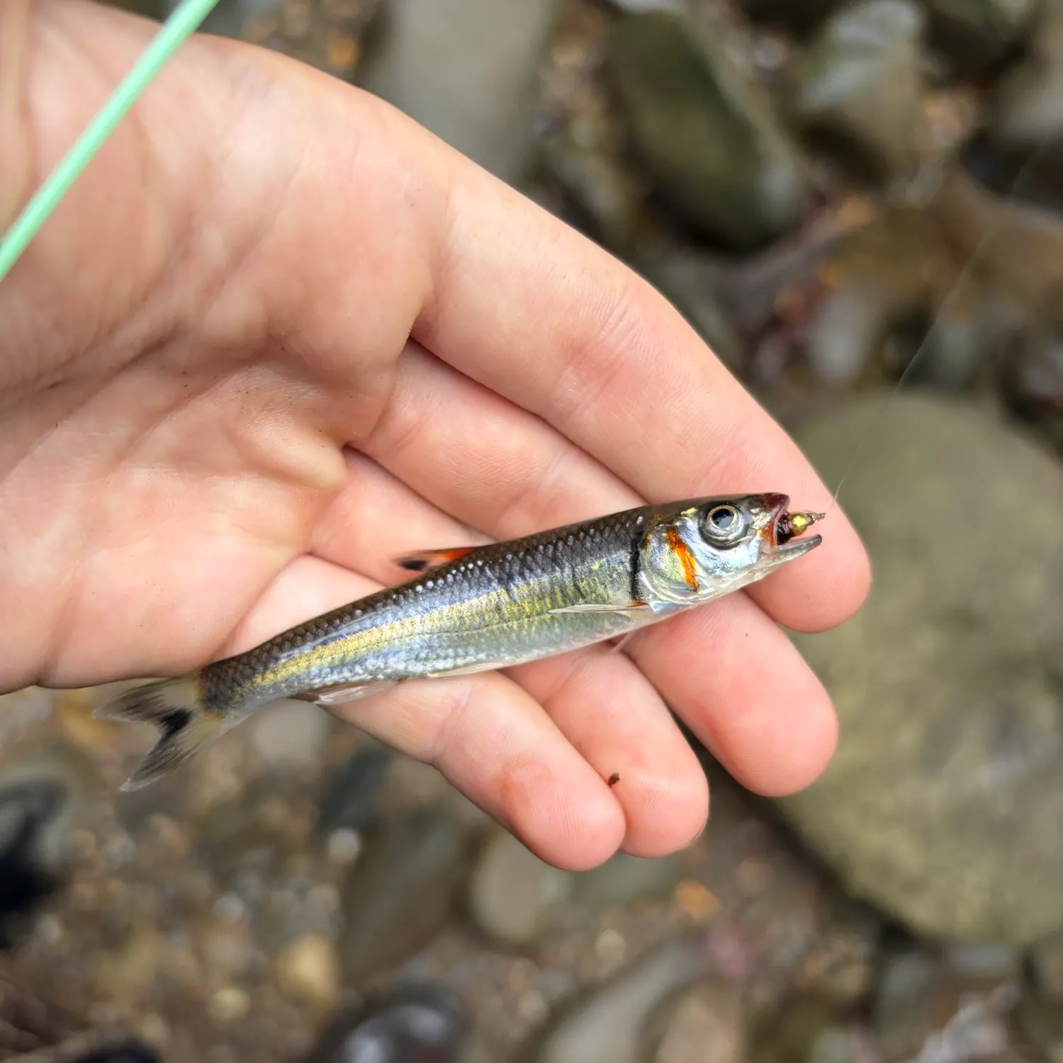 Warpaint shiner caught on Fishbrain
