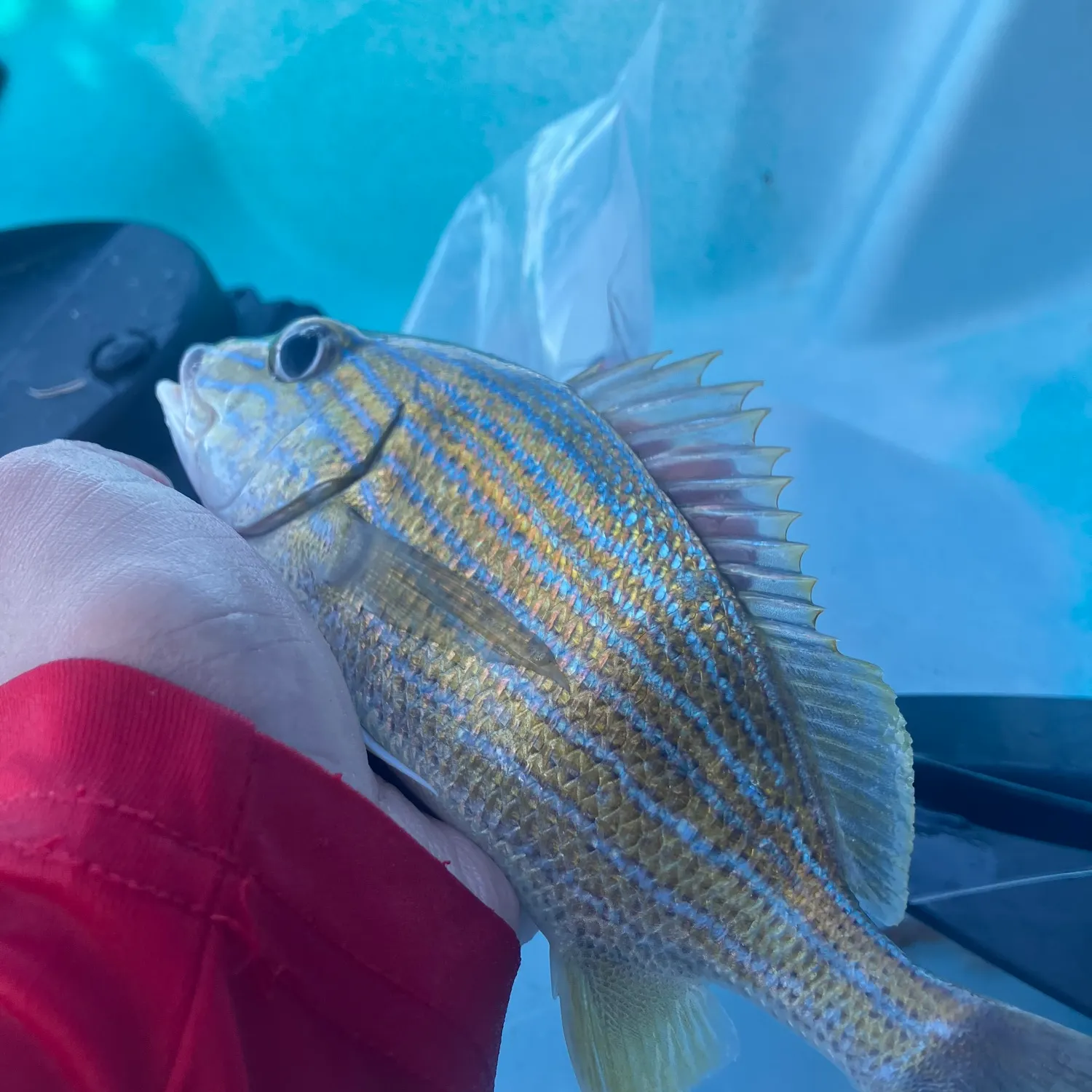 The most recent Bluestriped grunt catches on Fishbrain
