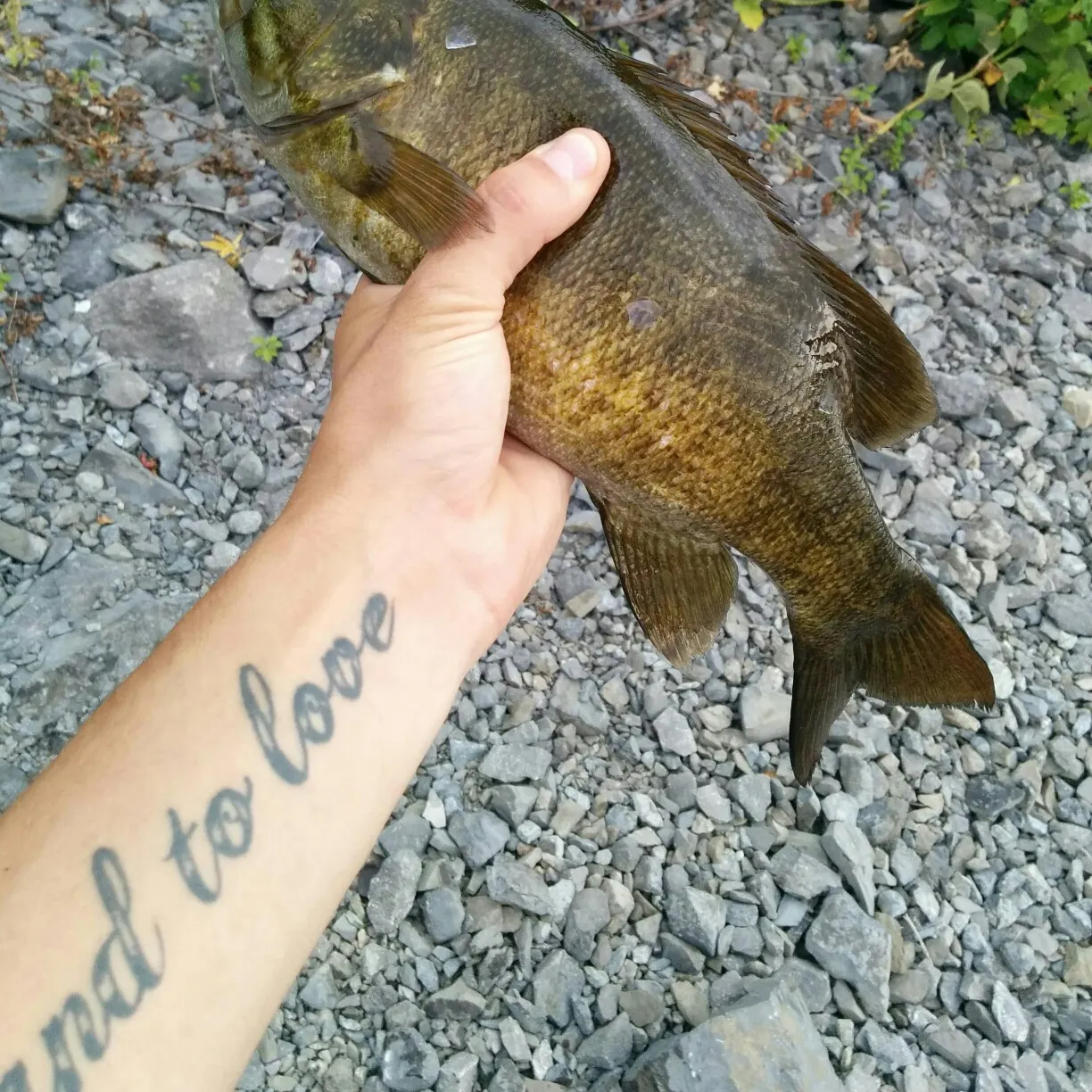 recently logged catches