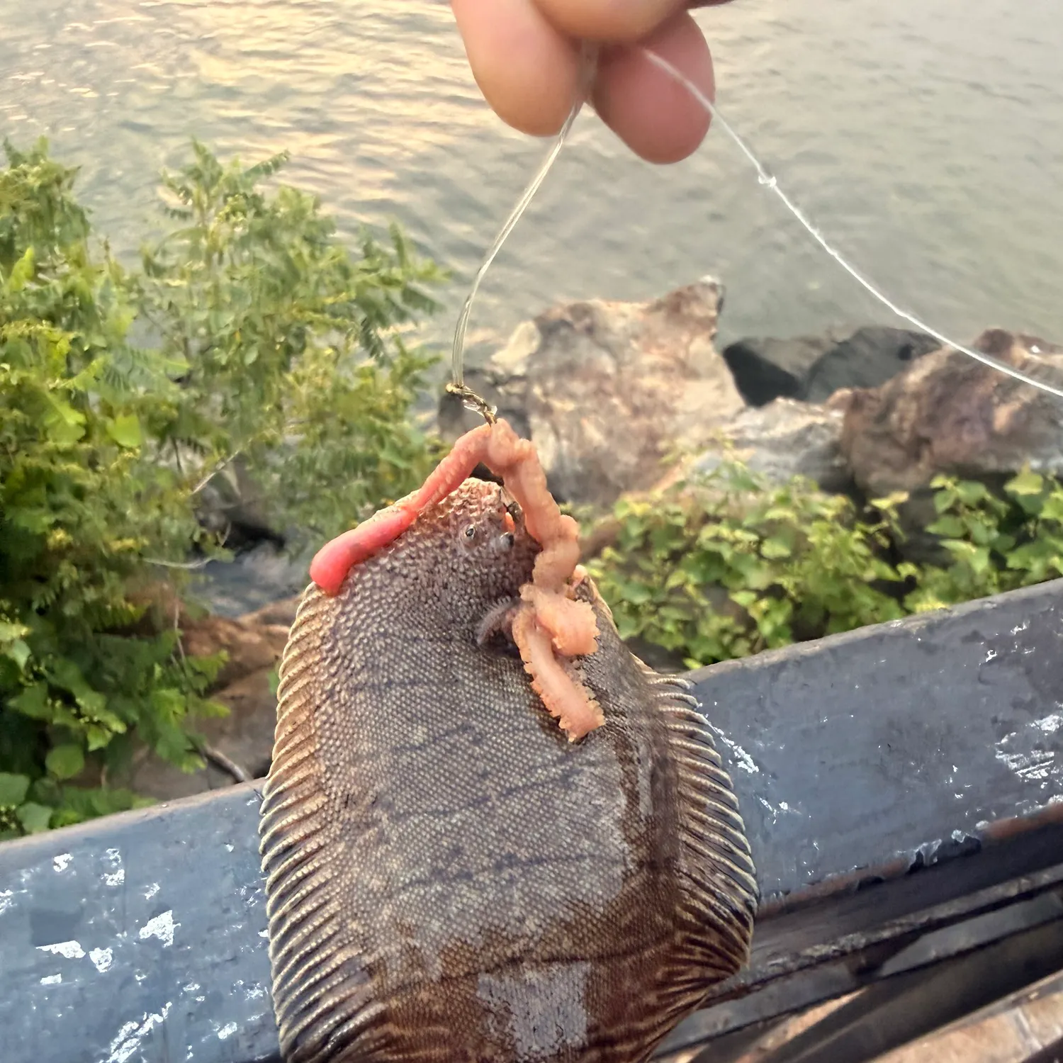 The most recent Hogchoker catches on Fishbrain