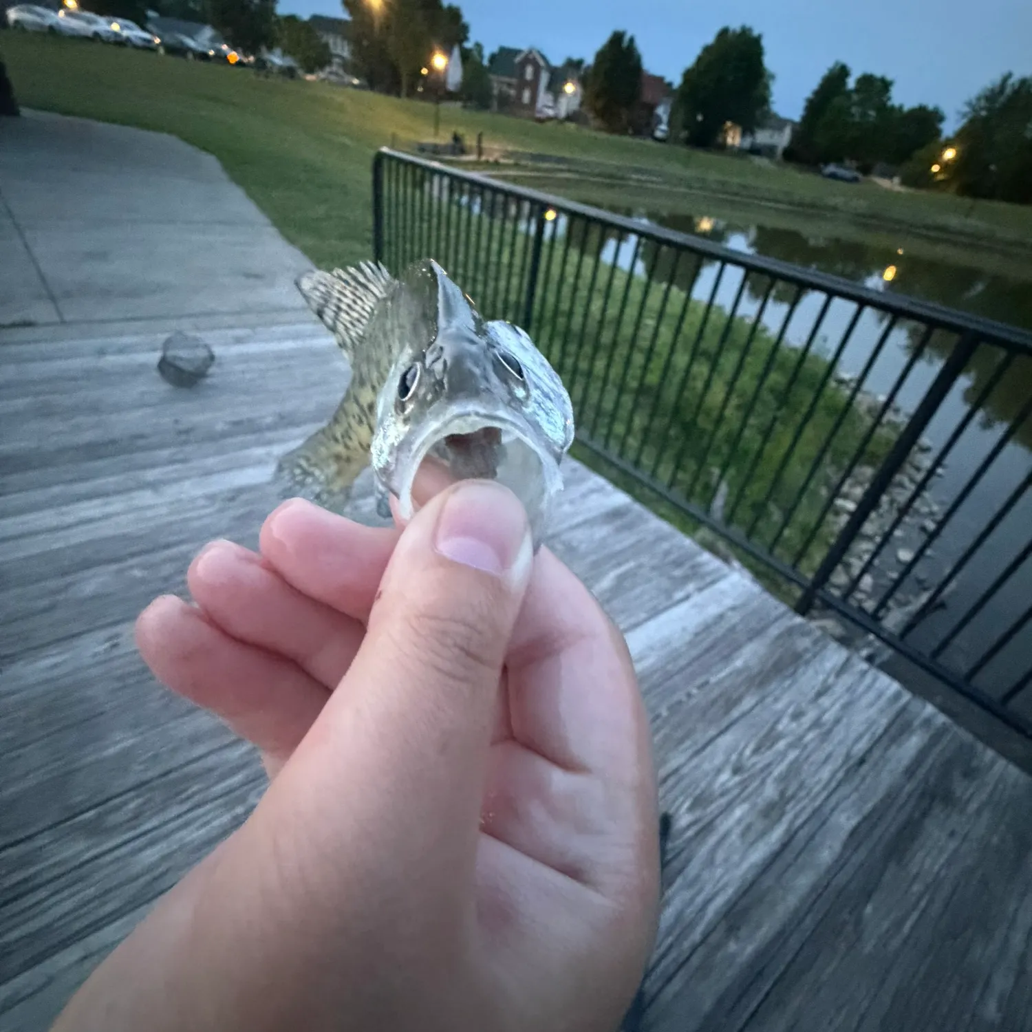 The most recent White crappie catches on Fishbrain