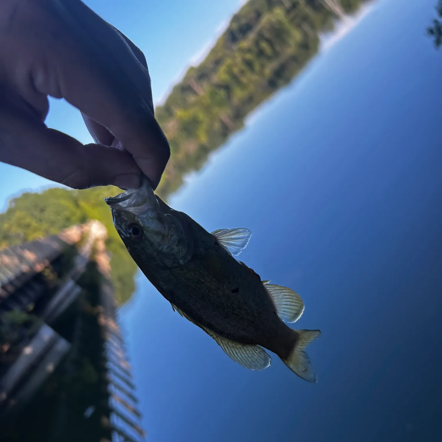 Smallmouth bass caught on Fishbrain