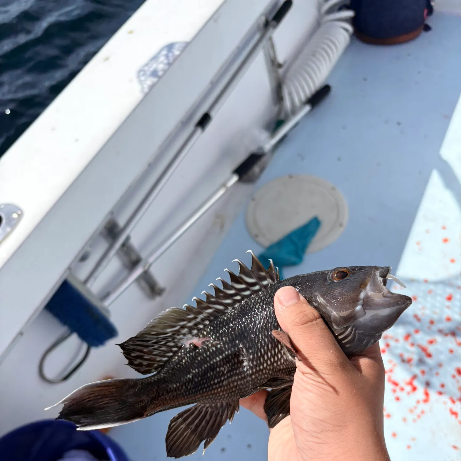 Black sea bass caught on Fishbrain