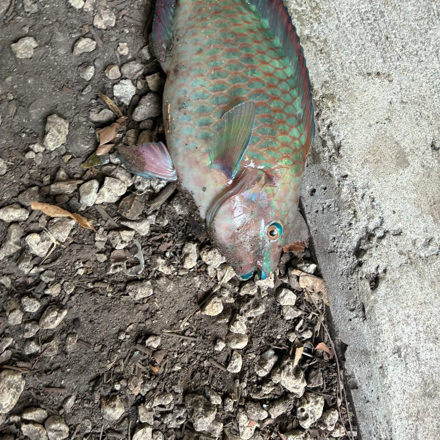 The most recent Common parrotfish catches on Fishbrain