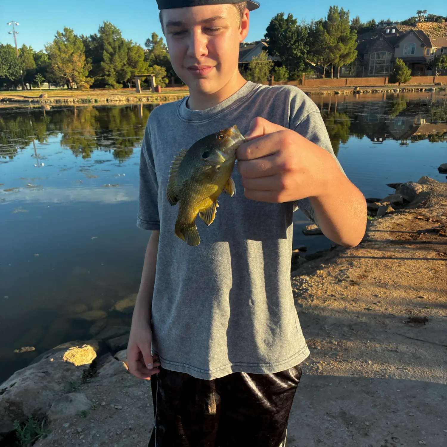 Green sunfish caught on Fishbrain