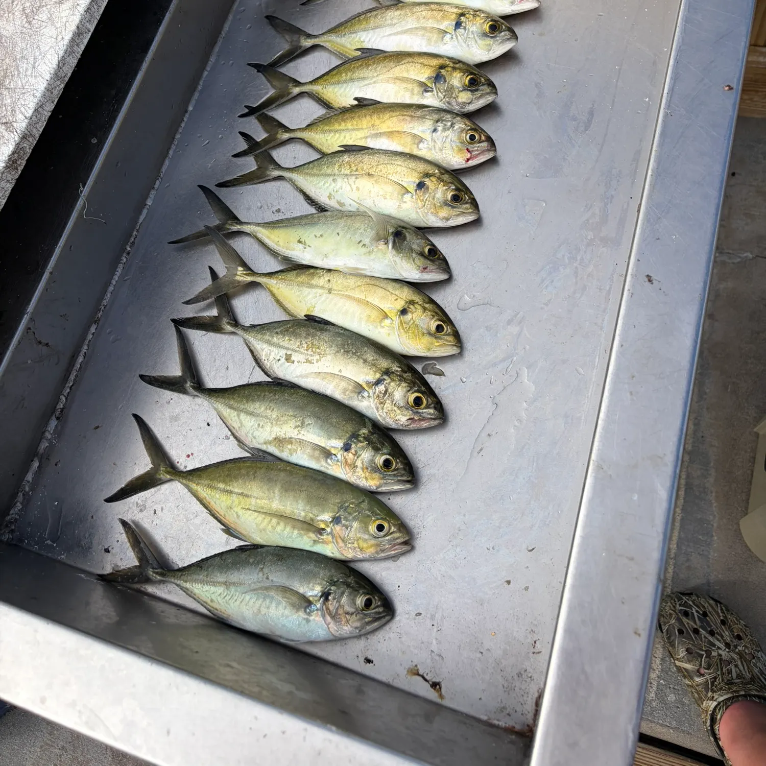 Blue runner caught on Fishbrain