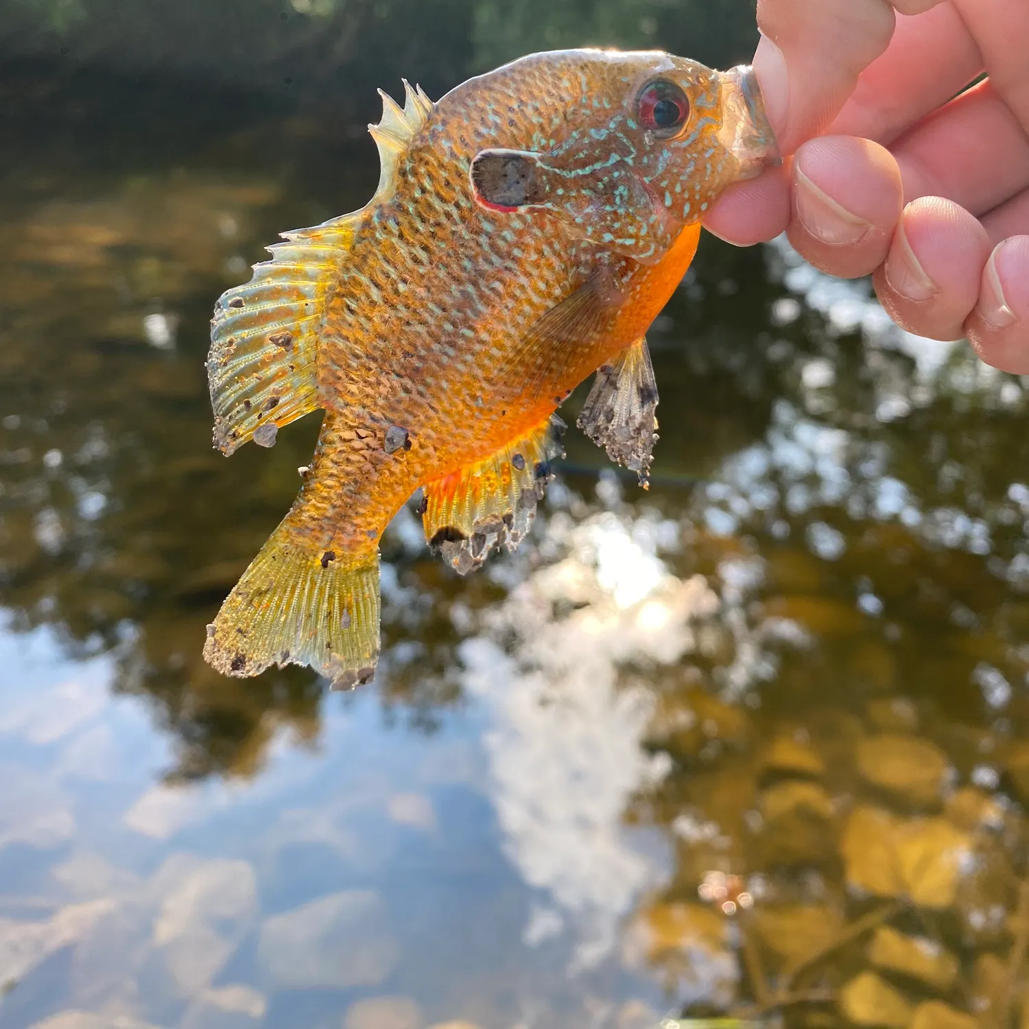 catch