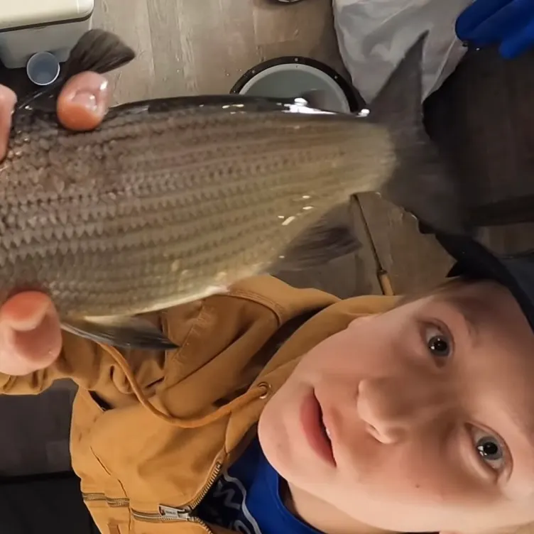 The most recent Lake whitefish catches on Fishbrain