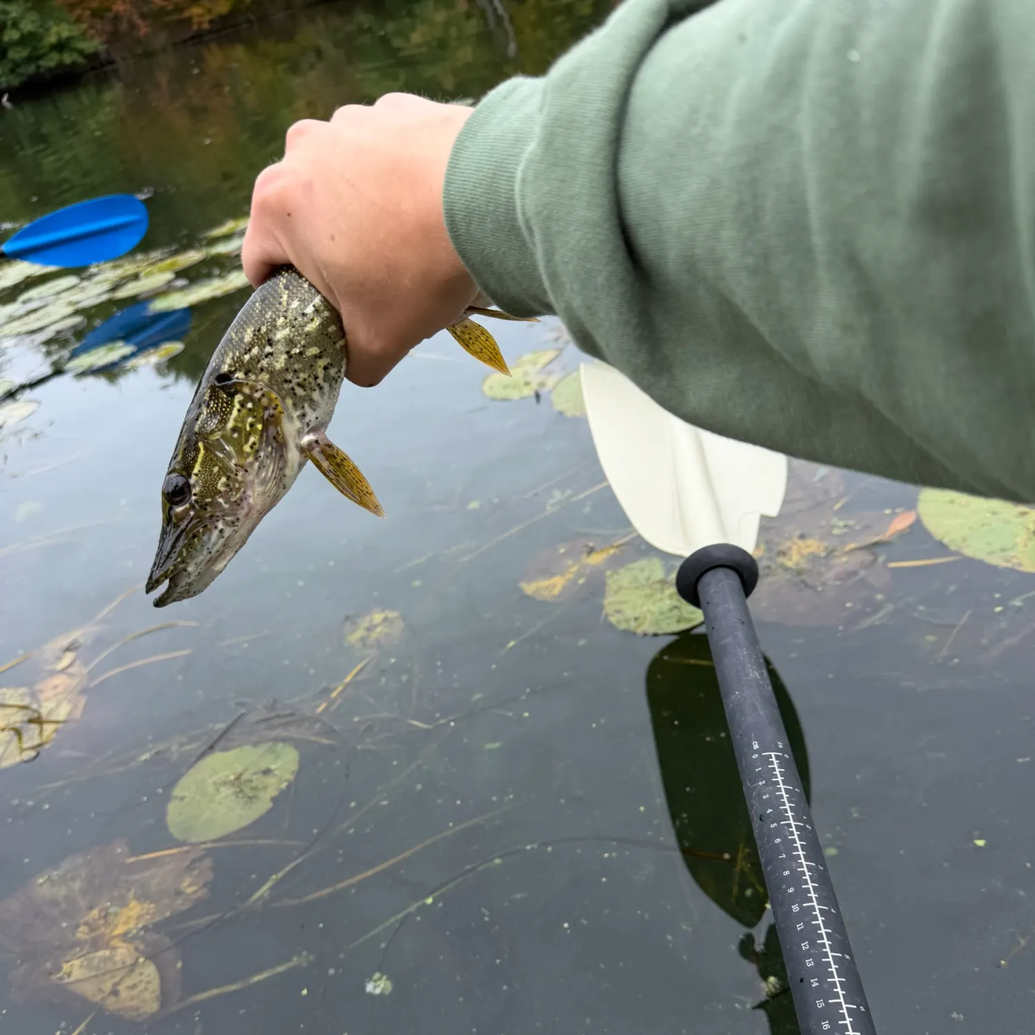 Northern pike caught on Fishbrain