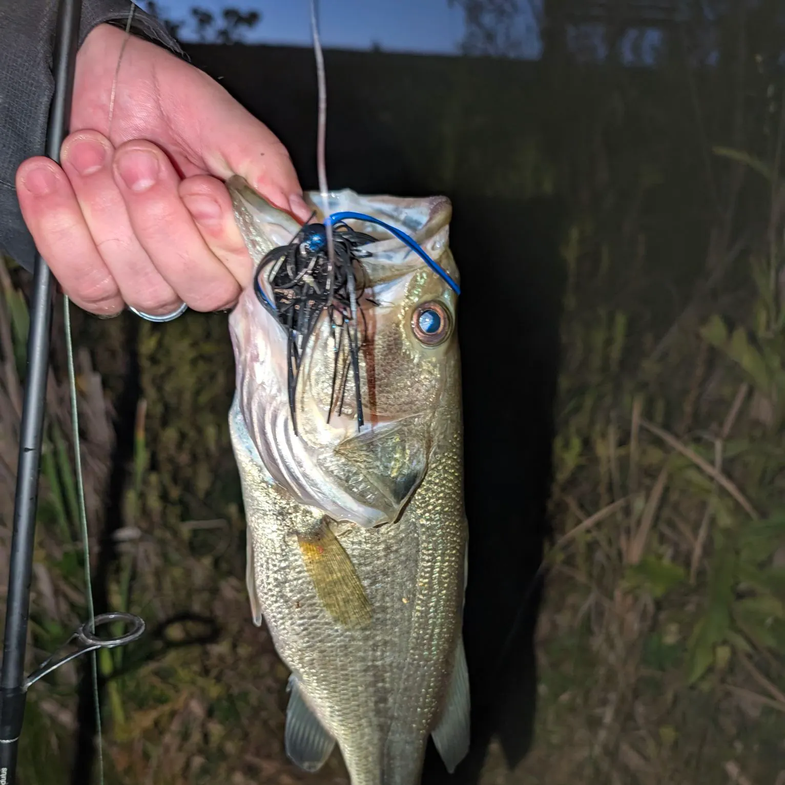 Largemouth bass caught on Fishbrain