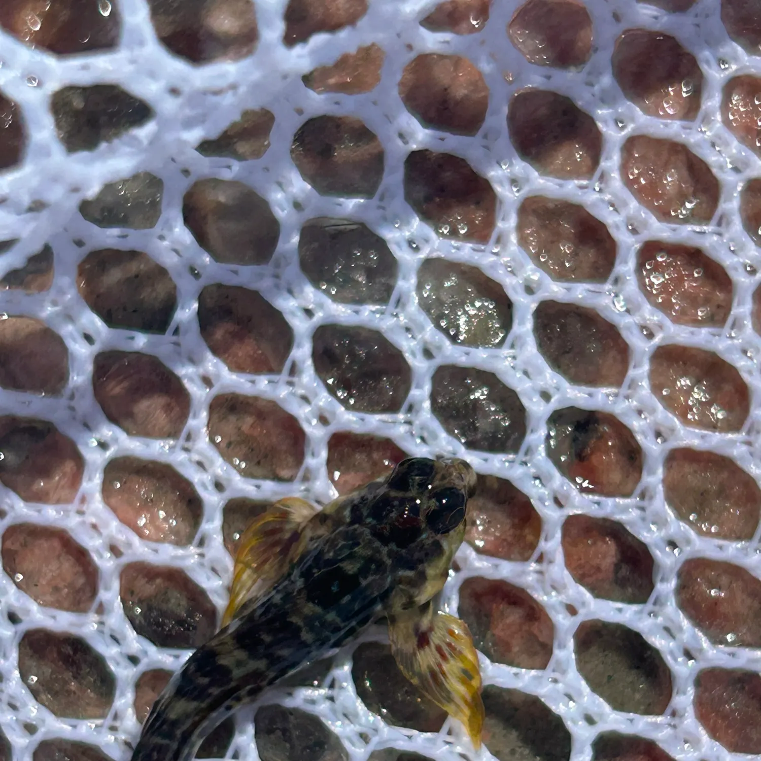 The most recent Molly miller catches on Fishbrain