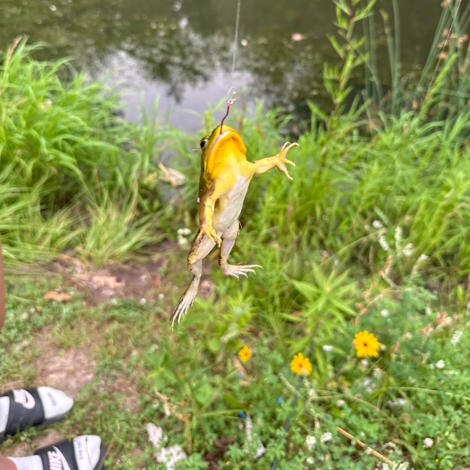 The most recent River frog catches on Fishbrain