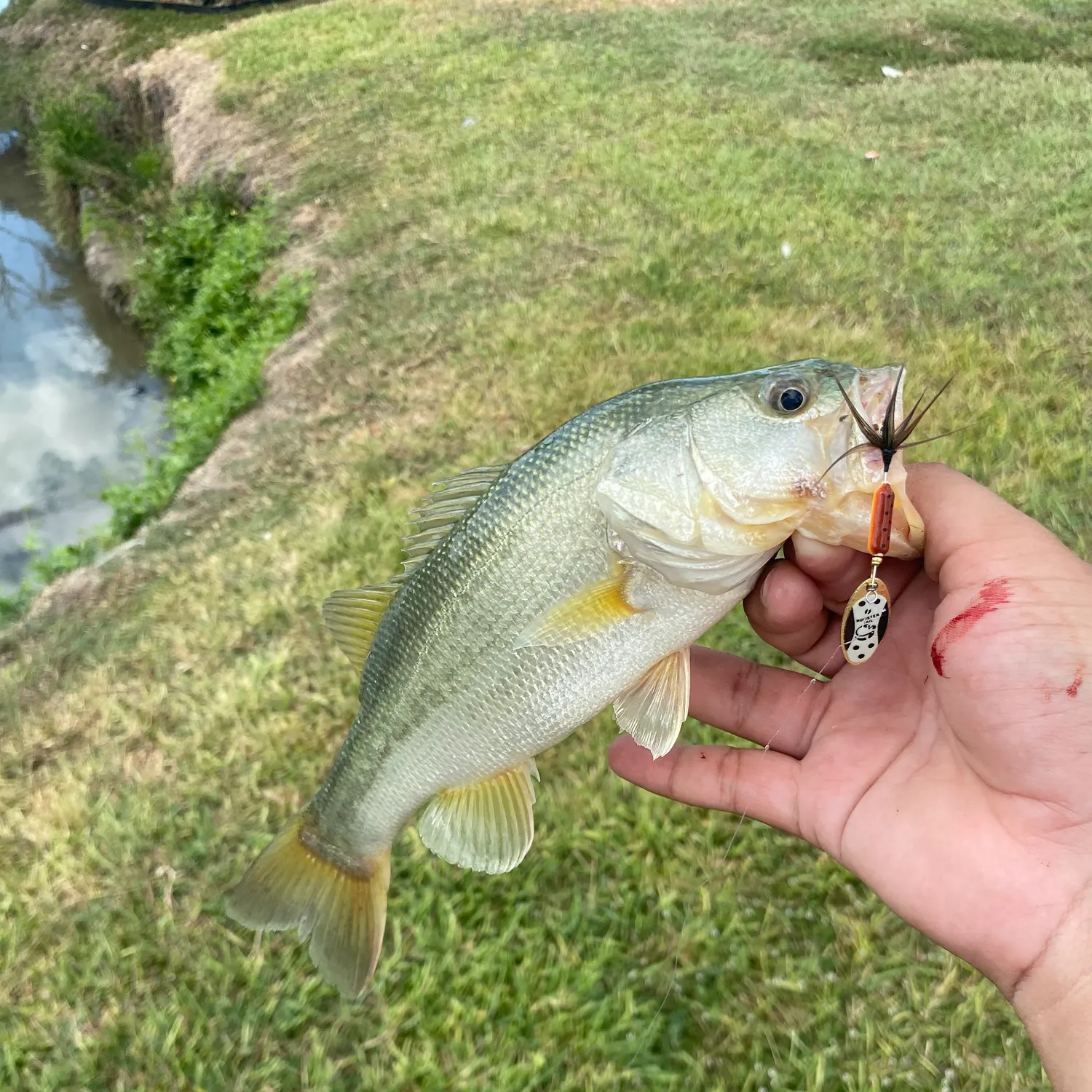Largemouth bass caught on Fishbrain