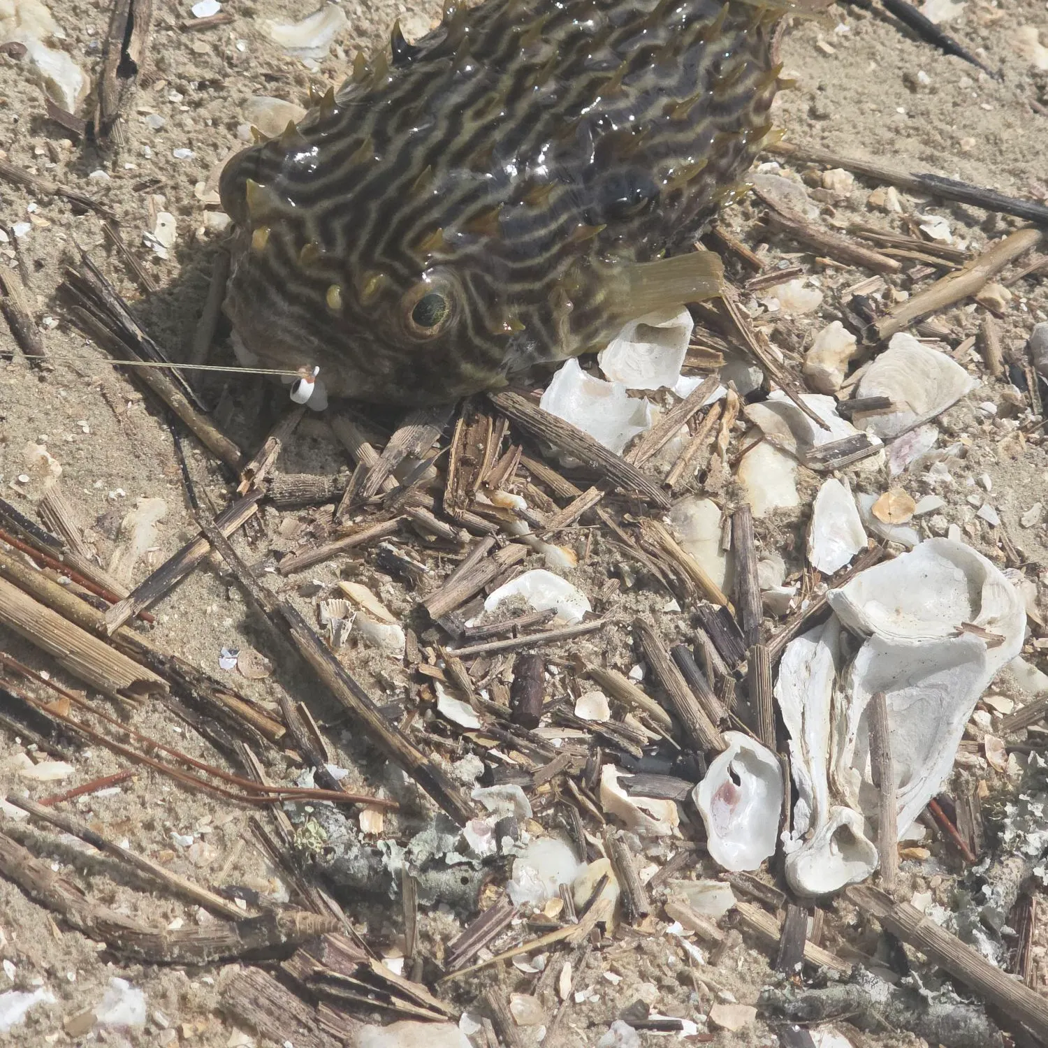 Southern puffer caught on Fishbrain