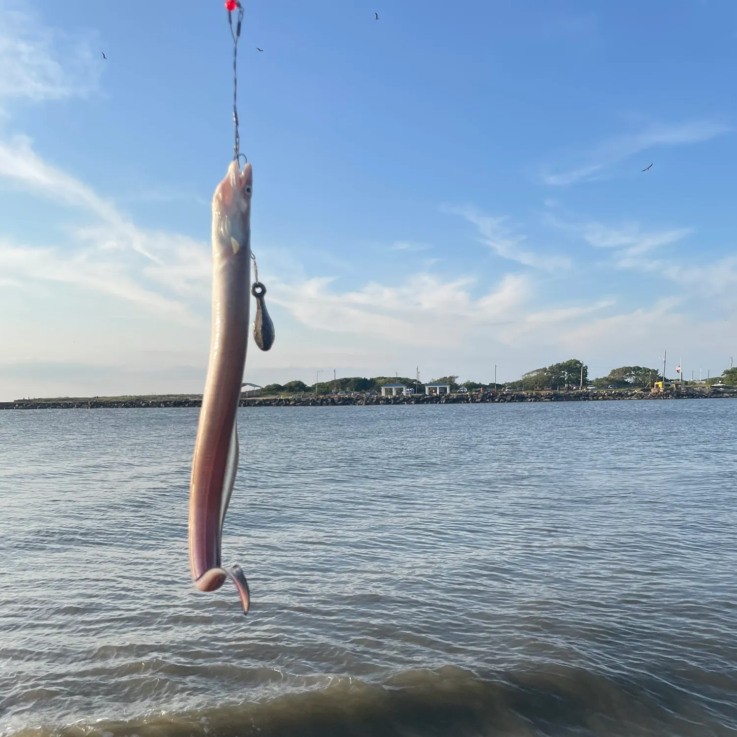 American eel caught on Fishbrain