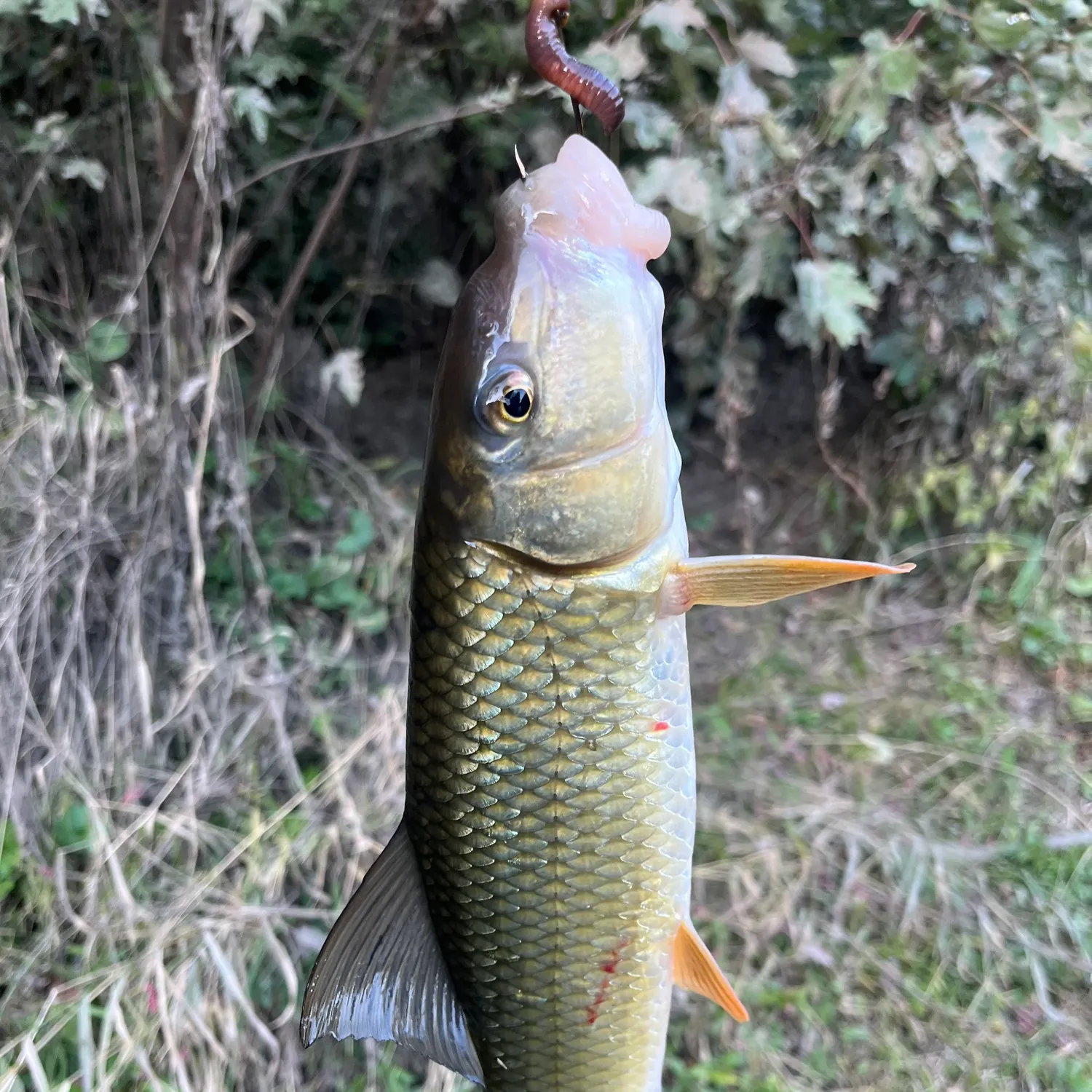 Fish caught on Fishbrain